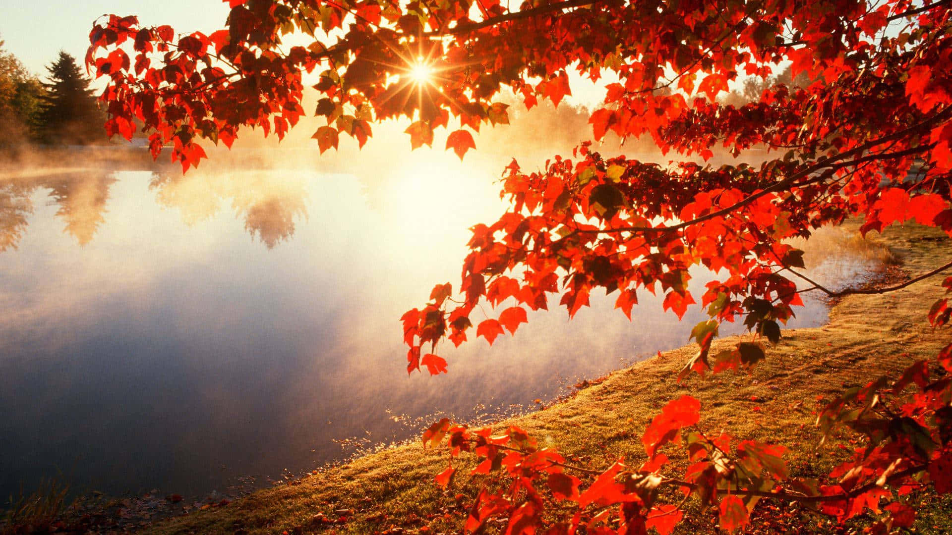 Autumn Leaves 桌布 壁紙 — 鮮紅的楓葉框住了一個霧氣瀰漫的湖泊，日出時金色光芒穿透而過。