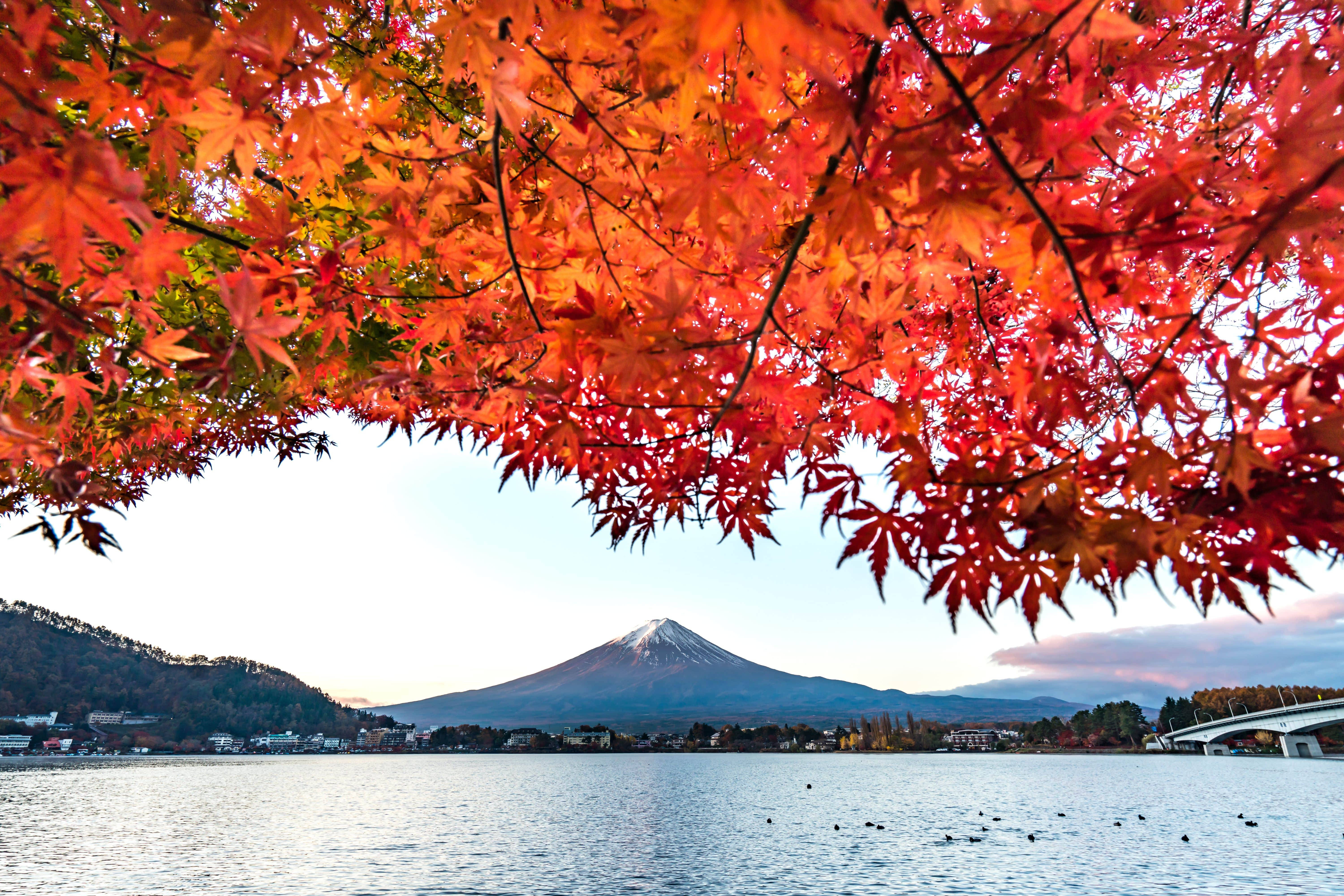 自然 4K 桌布 壁紙 — 鮮紅的楓葉框住了黎明時分平靜水面中倒映的積雪富士山的寧靜景色。