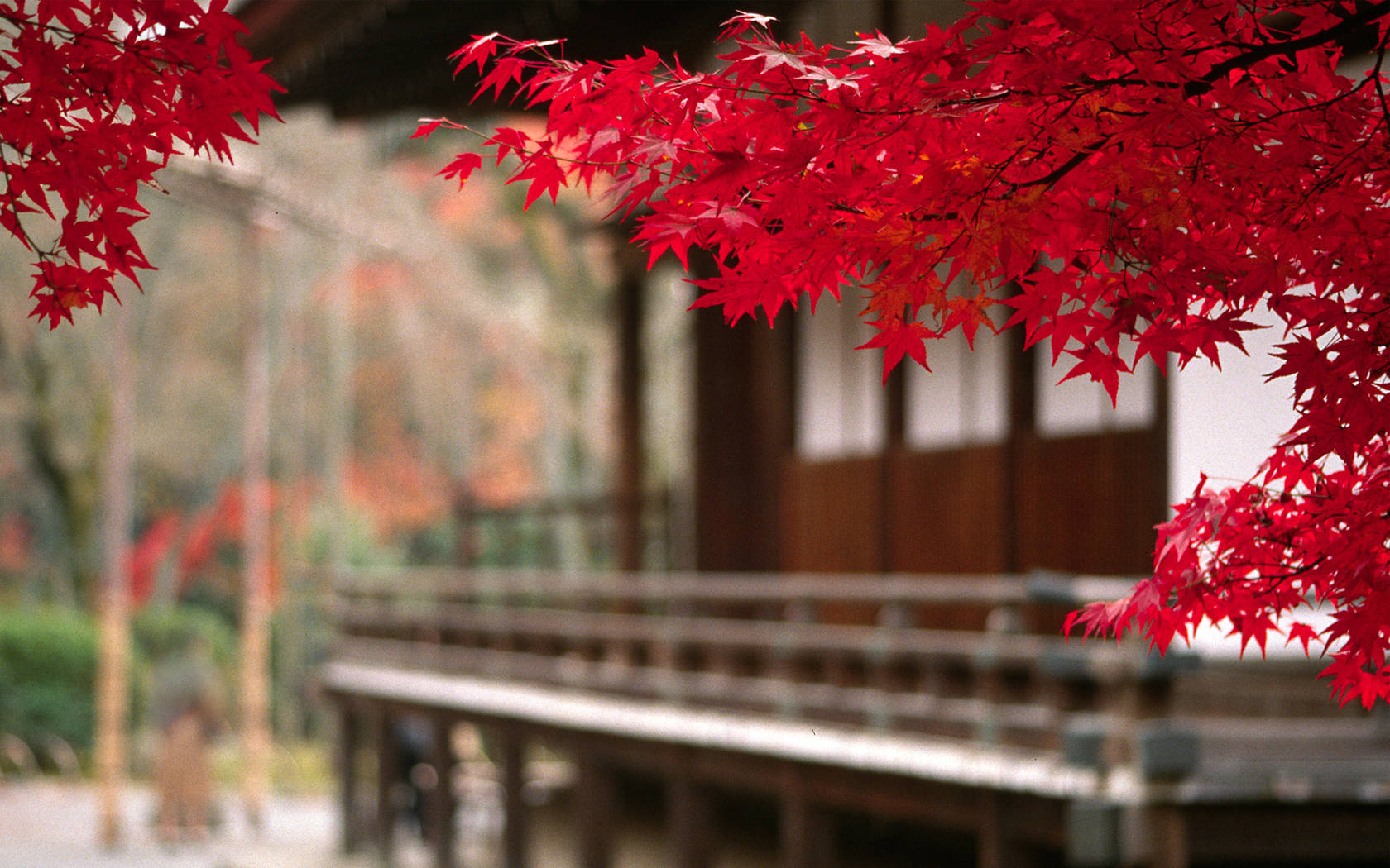 日式自然壁紙 桌布 壁紙 — 鮮紅的楓葉框住傳統木造日本亭閣，背景是模糊的秋葉。