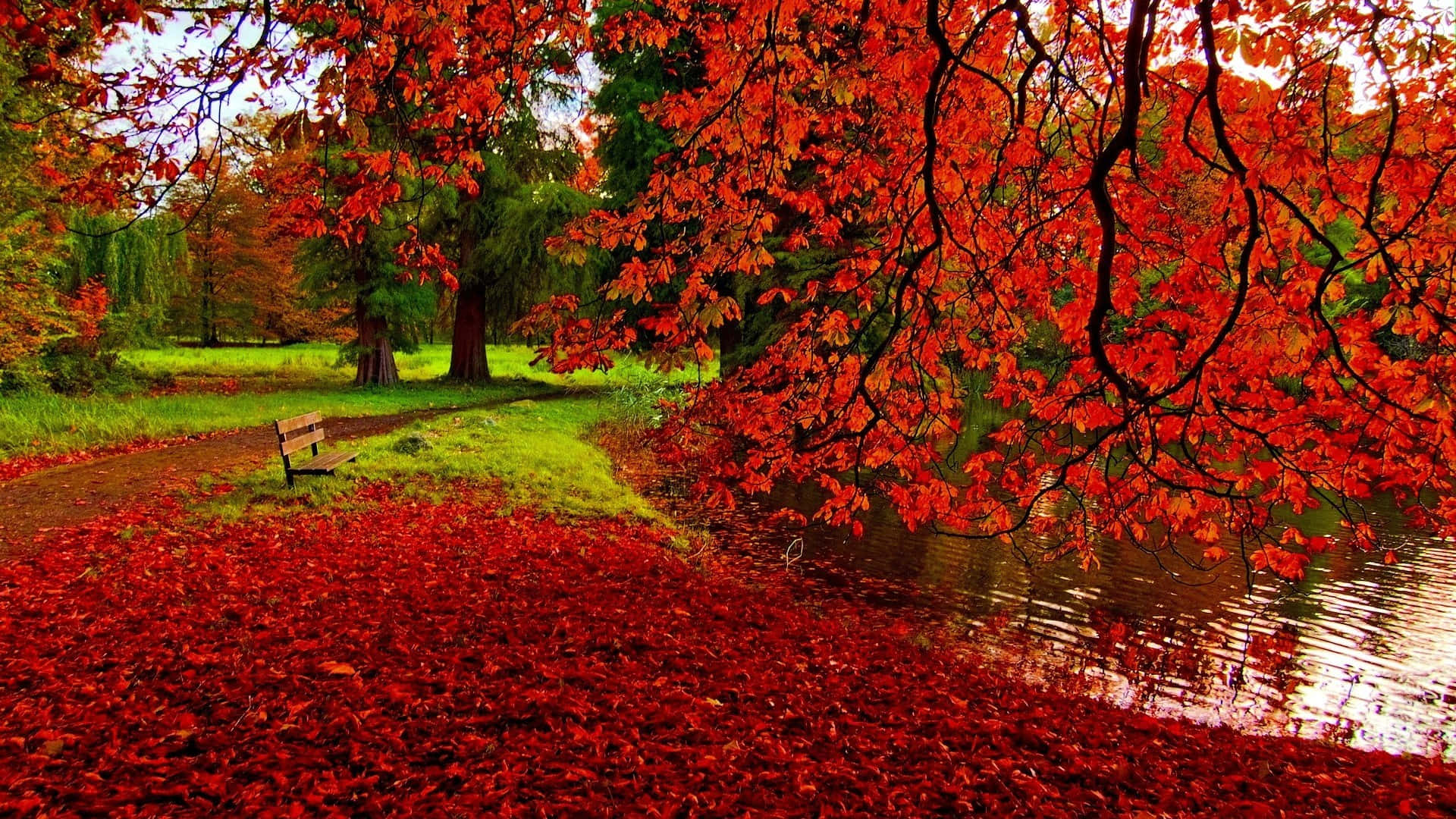 Autumn Wind 桌布 壁紙 — 鮮紅的楓葉覆蓋地面，垂掛在平靜的池塘上，構成一個寧靜的秋日公園。