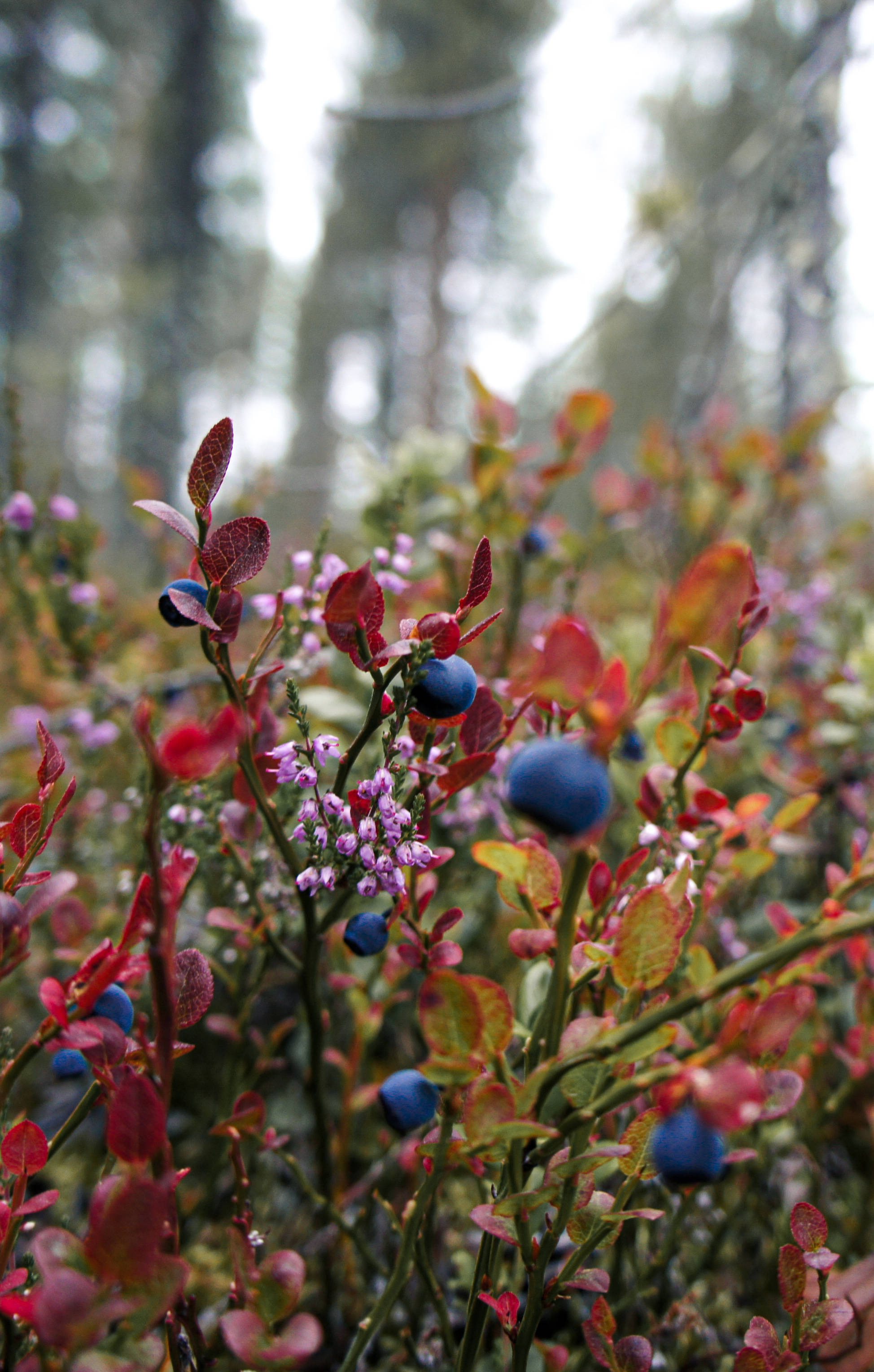 Finland 桌布 壁紙 — 鮮紅的樹葉和成熟的藍莓在霧氣瀰漫的森林中簇擁在灌木叢上，背景是模糊的松樹。
