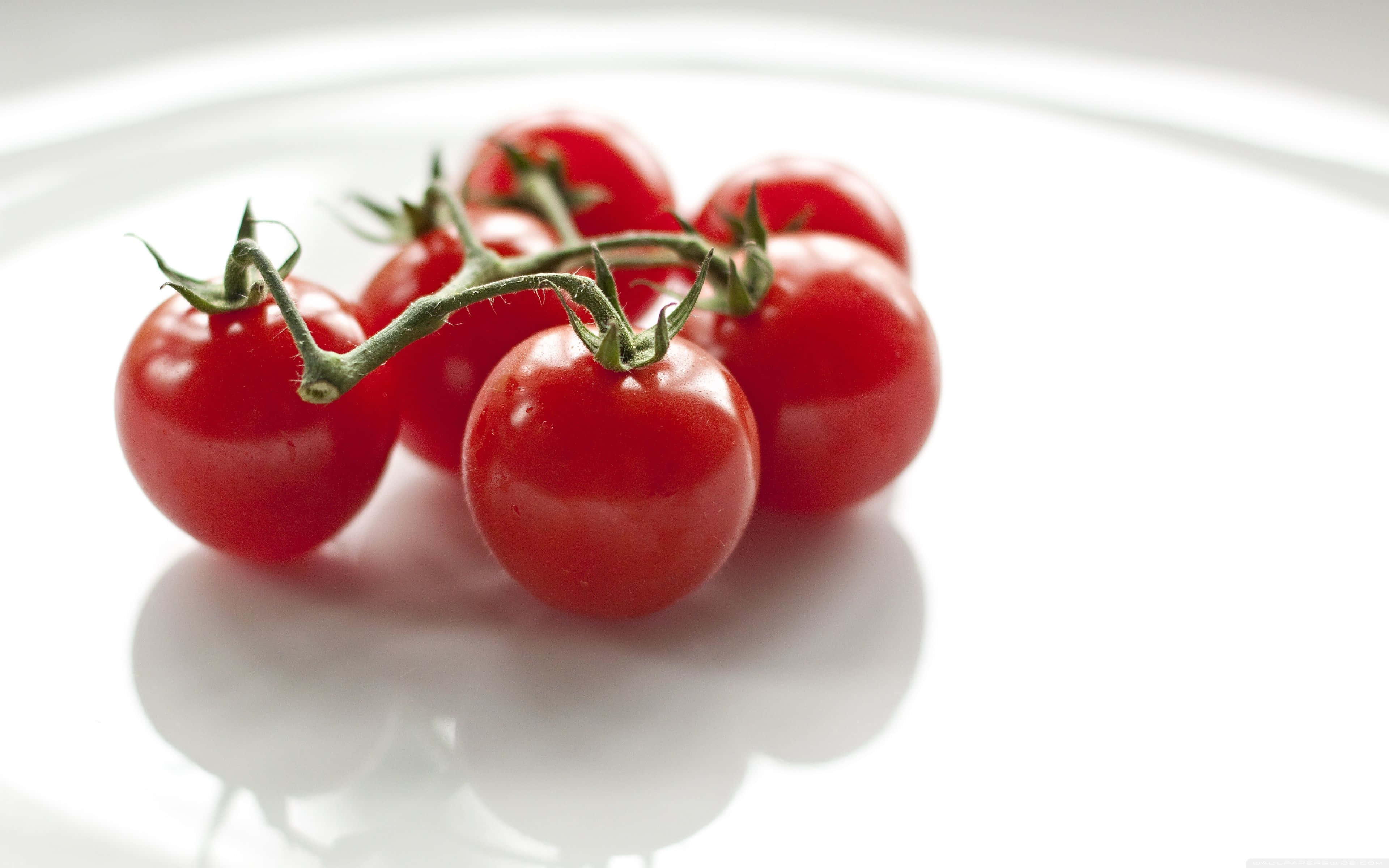 tomato 桌布 壁紙 — 鮮紅的櫻桃番茄仍掛在藤上，放在純白色的盤子上，帶有柔和的陰影。