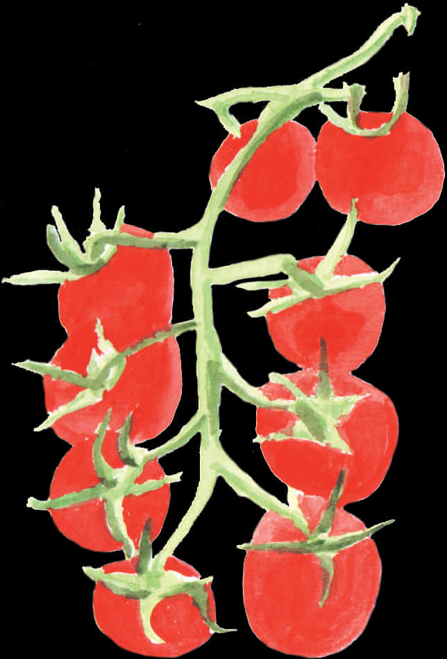 Tomato Plant 桌布 壁紙 — 鮮紅的櫻桃番茄以水彩風格簇生在綠色藤蔓上，背景為純黑色。
