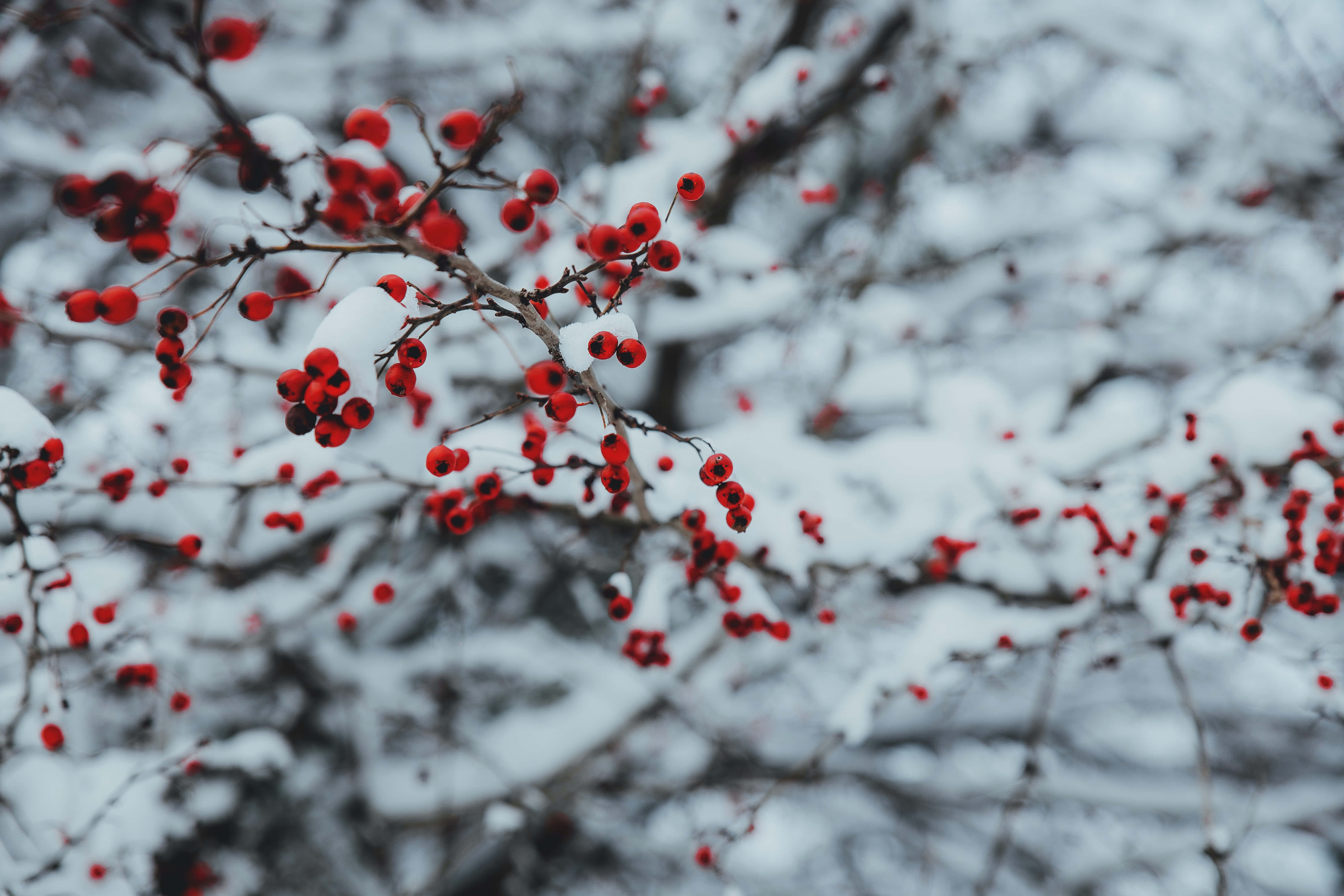 Christmas Snow 桌布 壁紙 — 鮮紅的漿果依附在灑滿雪花的樹枝上，背景是柔和模糊的冬日景色。