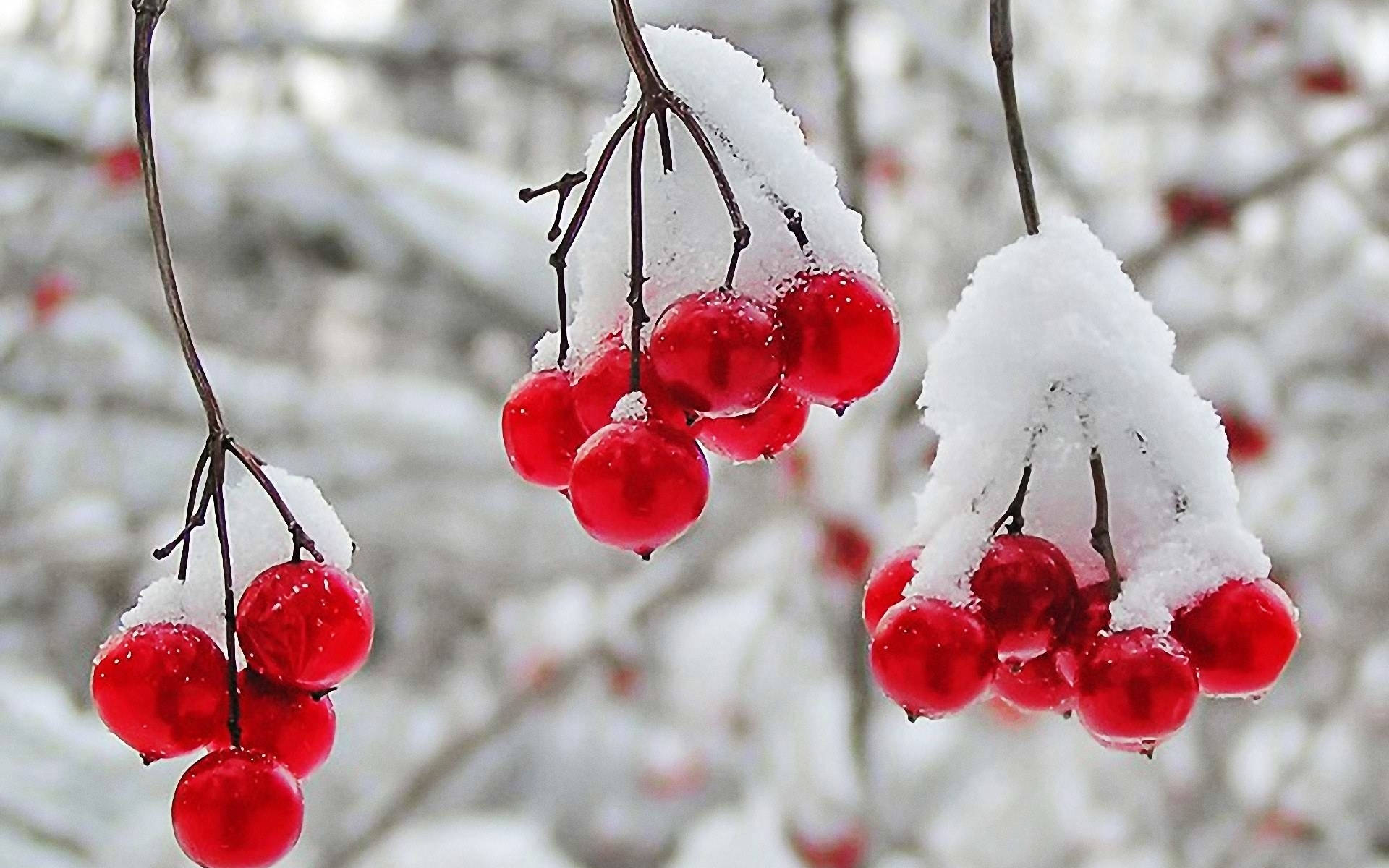 雪 桌布 壁紙 — 鮮紅的漿果在光禿禿的樹枝上沾著新雪，在清晰的冬日場景中閃閃發光。