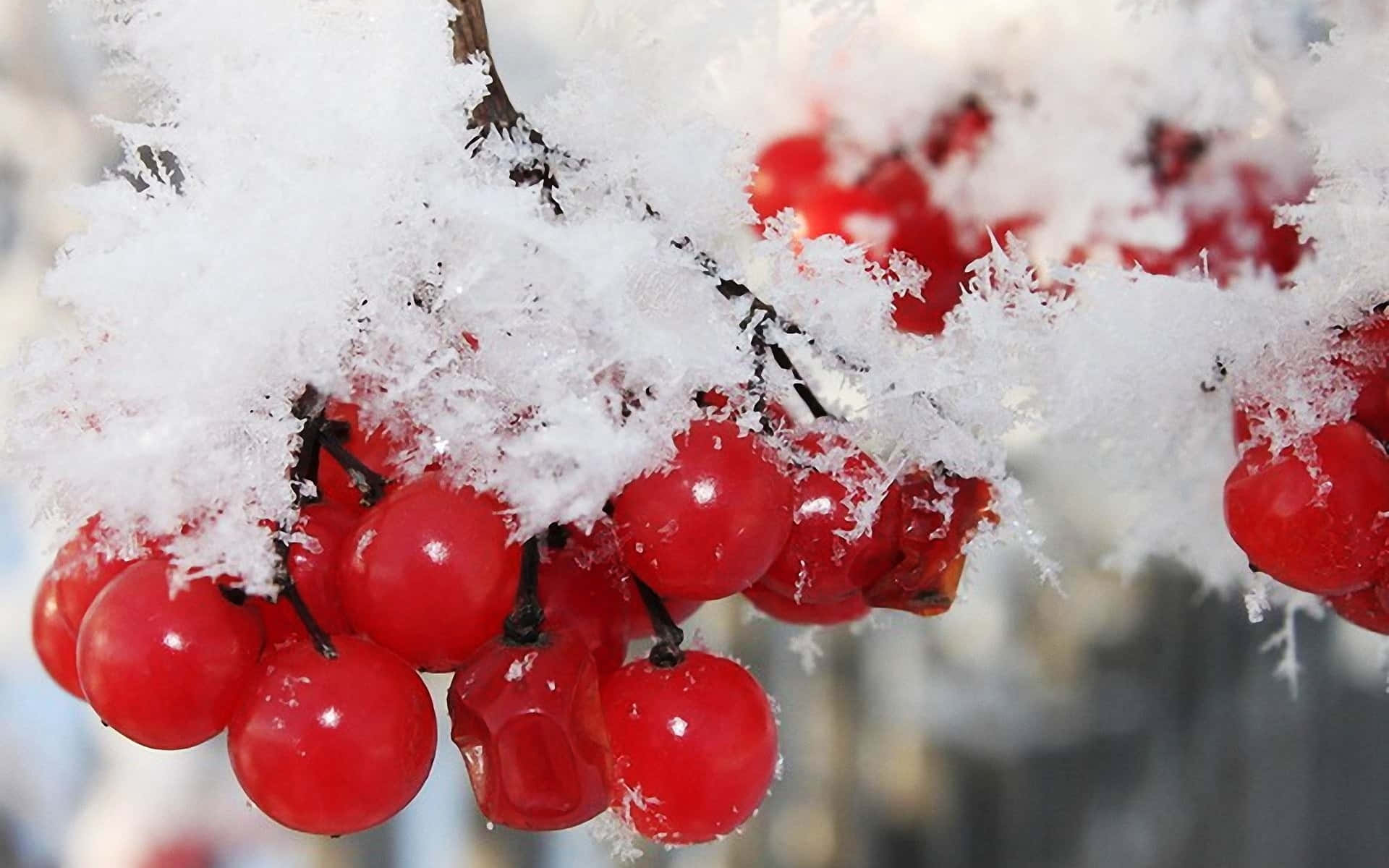 Winter Fruits 桌布 壁紙 — 鮮紅的漿果在厚厚的新雪覆蓋下閃閃發光，依附在光禿的樹枝上。