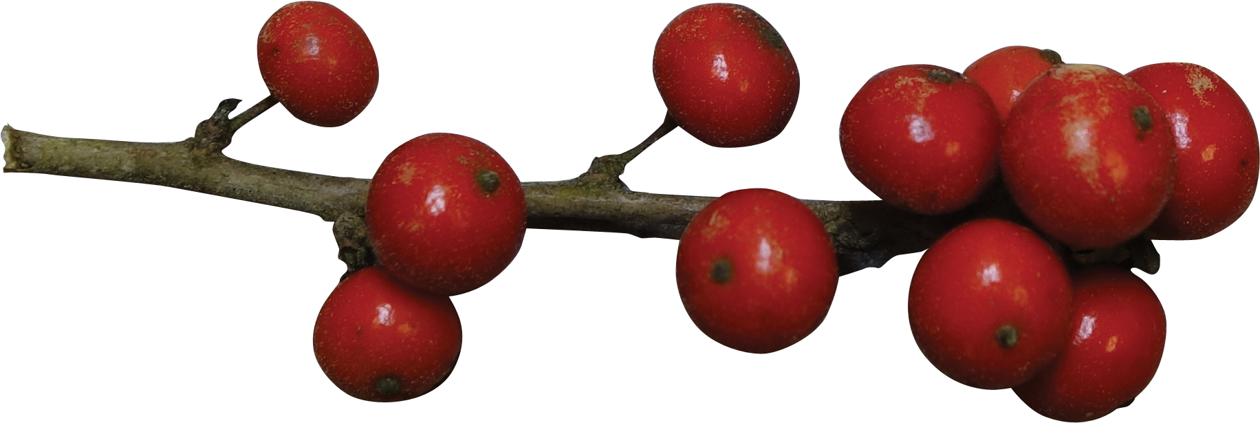Berries 桌布 壁紙 — 鮮紅的漿果沿著紋理分明的樹枝簇擁，襯托在純黑背景上。