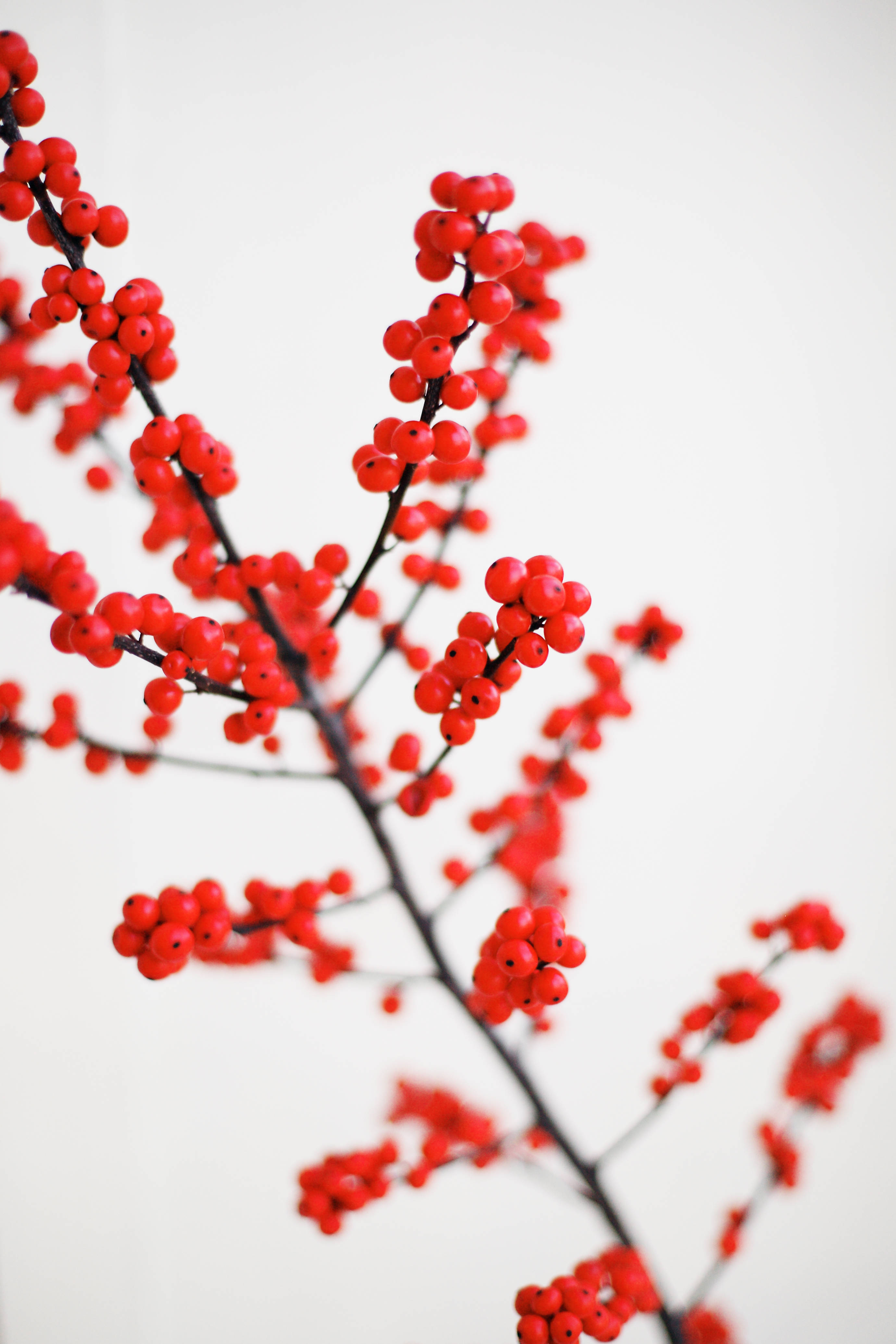 紅色動圖 桌布 壁紙 — 鮮紅的漿果簇擁在深色樹枝上，背景是柔和的白色，景深較淺。