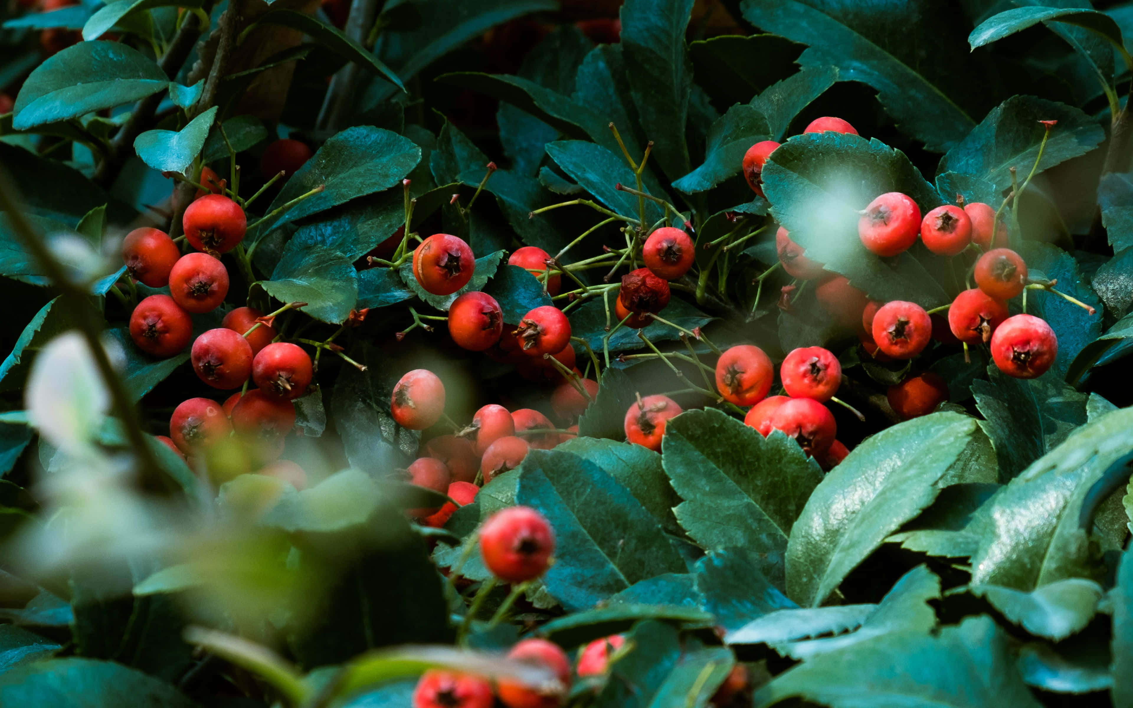 紅色動圖 桌布 壁紙 — 鮮紅的漿果簇擁在茂密的綠葉之間，生長在迷霧籠罩的森林下層。