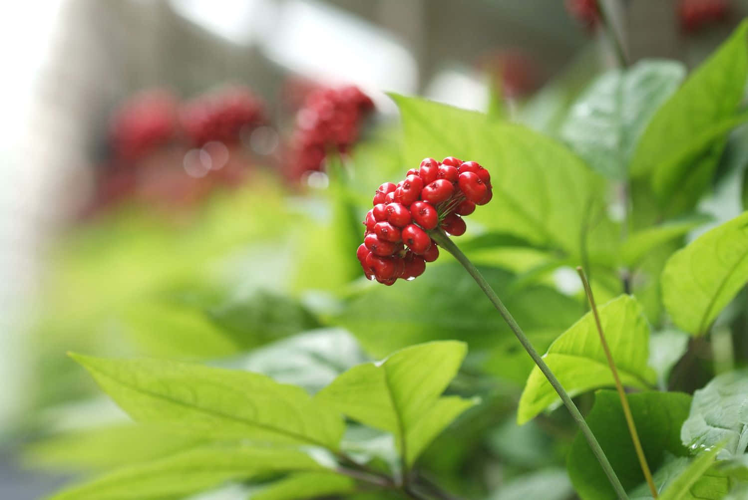 Ginseng Plant 桌布 壁紙 — 鮮紅的漿果簇生在纖細的莖上，周圍環繞著茂密的綠葉，沐浴在柔和自然光中。