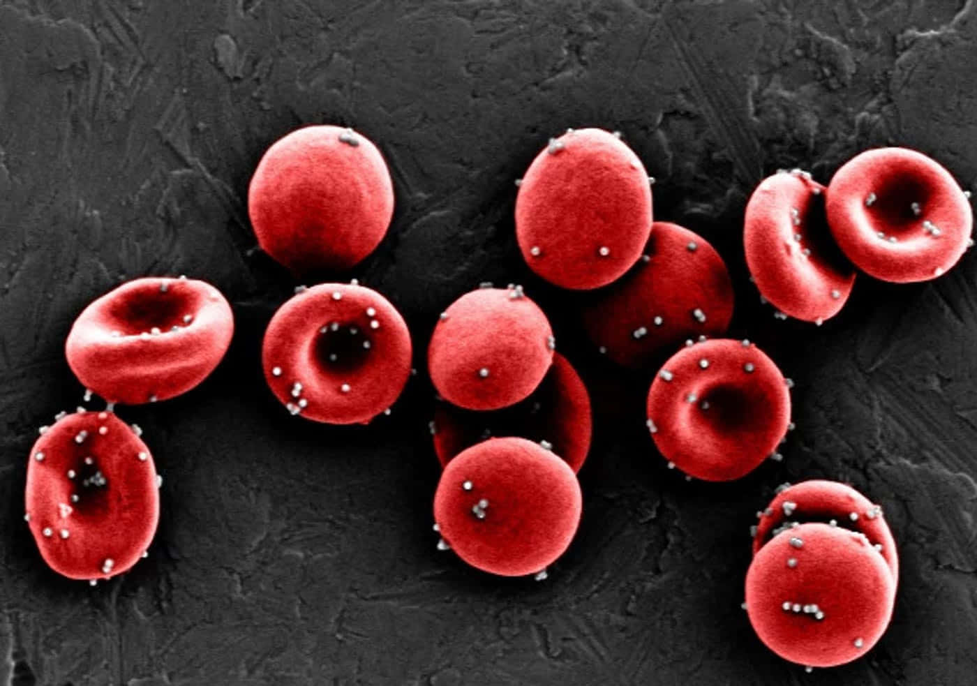 Red Blood Cells 桌布 壁紙 — 鮮紅的紅血球帶有白色斑點，在放大下漂浮於深色紋理背景上。