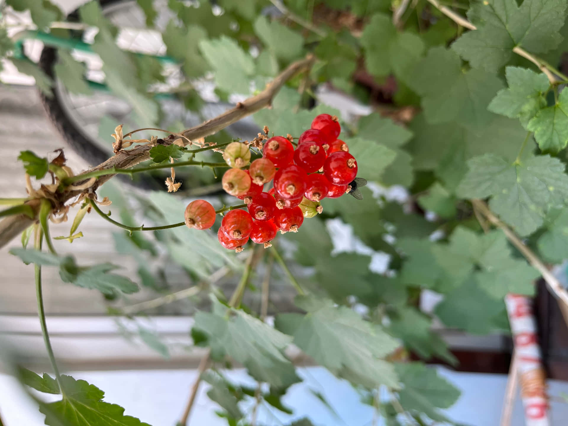 Walpaper 壁紙 — 鮮紅的紅醋栗簇擁在樹枝上，周圍環繞著茂密的綠葉，沐浴在柔和自然光中。