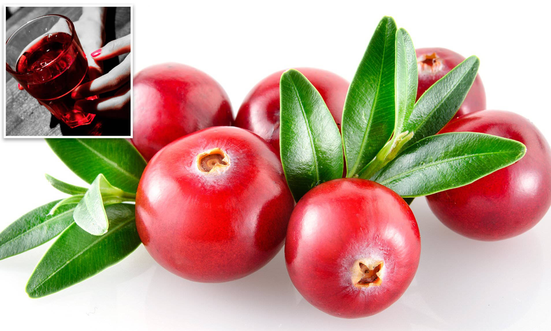 Fruit 桌布 壁紙 — 鮮紅的蔓越莓，帶有光澤的果皮和新鮮的綠葉，聚集在白色背景上，並附有蔓越莓汁的插圖。