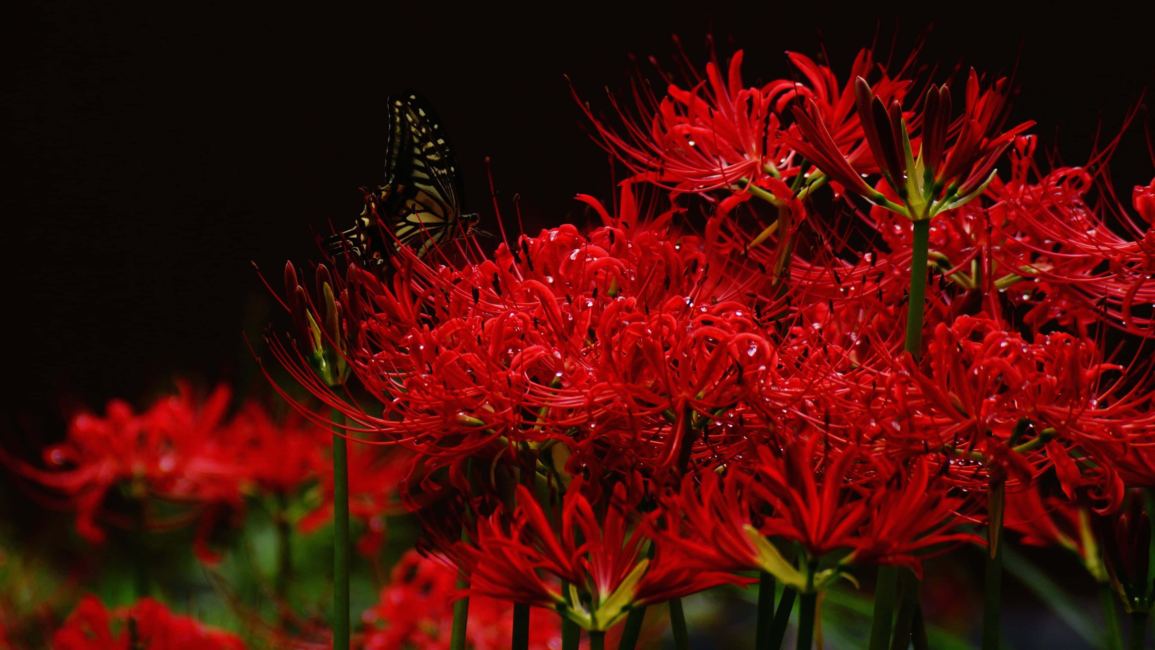 Butterfly Garden Plants 桌布 壁紙 — 鮮紅的蜘蛛百合在黑暗背景下盛開，一隻黑黃相間的蝴蝶輕柔地停在其中一朵花上。