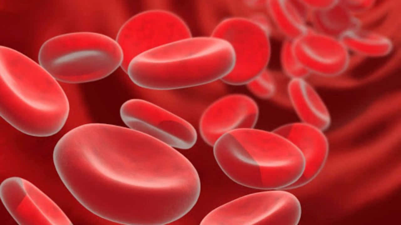 Red Blood Cells 桌布 壁紙 — 鮮紅的血細胞在顯微鏡生物場景中動態地流過發光的深紅色血管。
