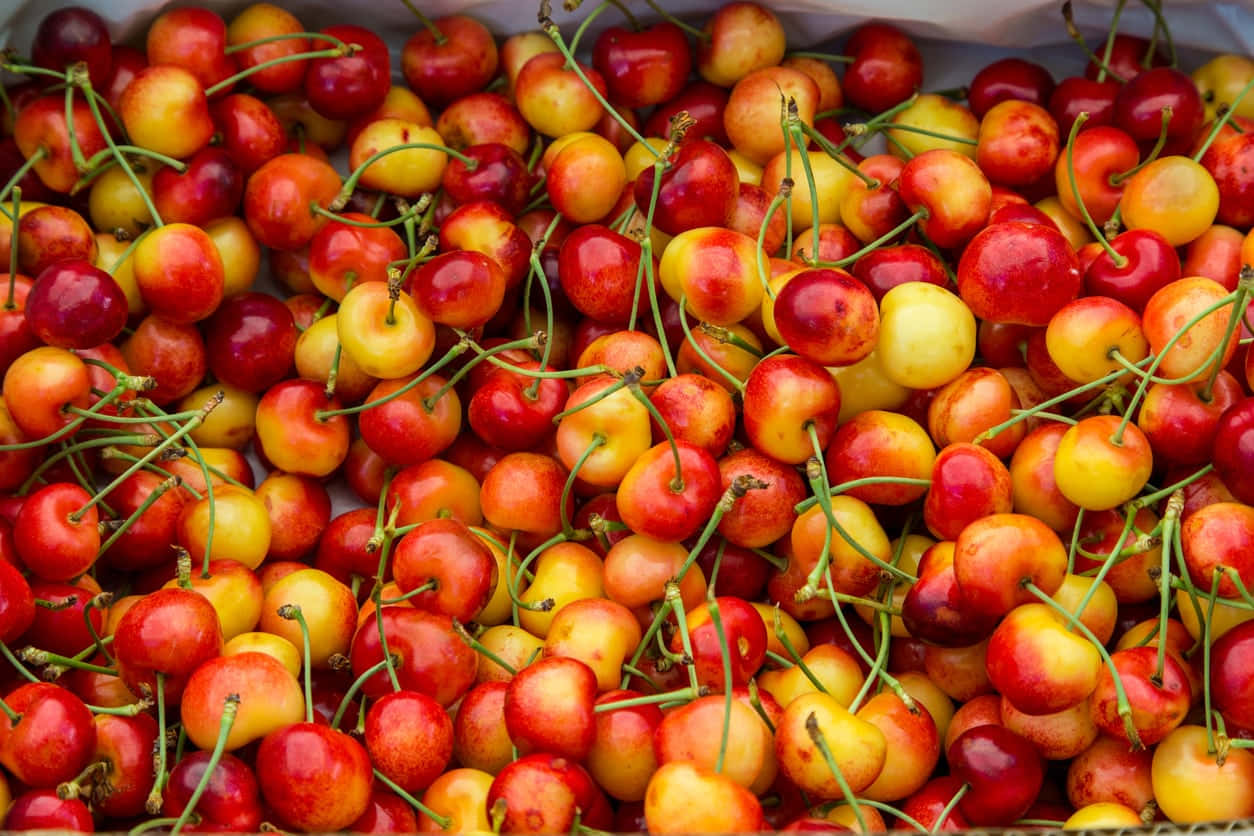 Red Cherries 桌布 壁紙 — 鮮紅色、黃色和橙色色調的新鮮櫻桃，帶有綠色莖桿，堆疊在一起的鮮明特寫。