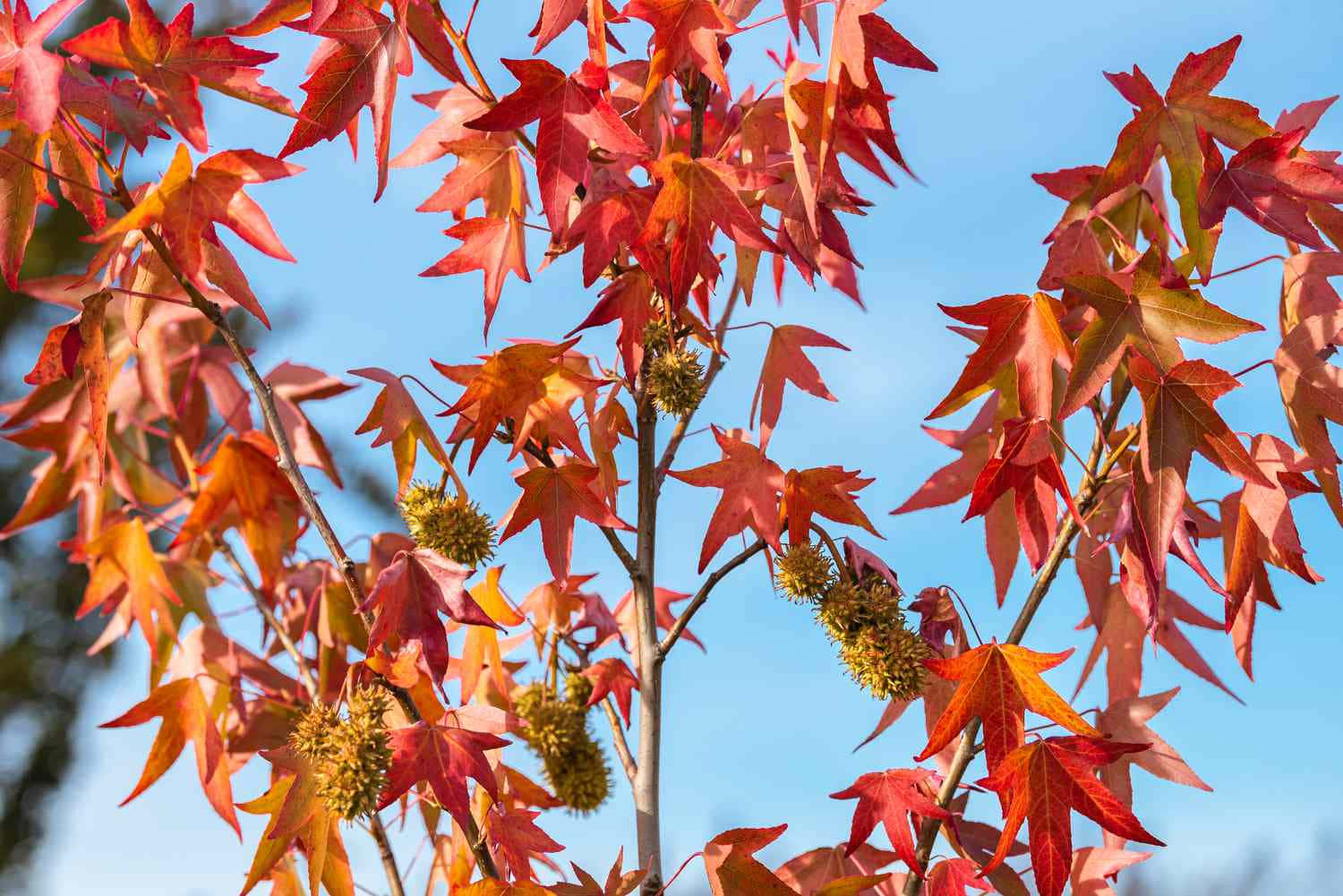 Autumn Fall 桌布 壁紙 — 鮮紅色和橙色的楓葉帶有絨毛種子莢，在清澈的藍天下搖曳。