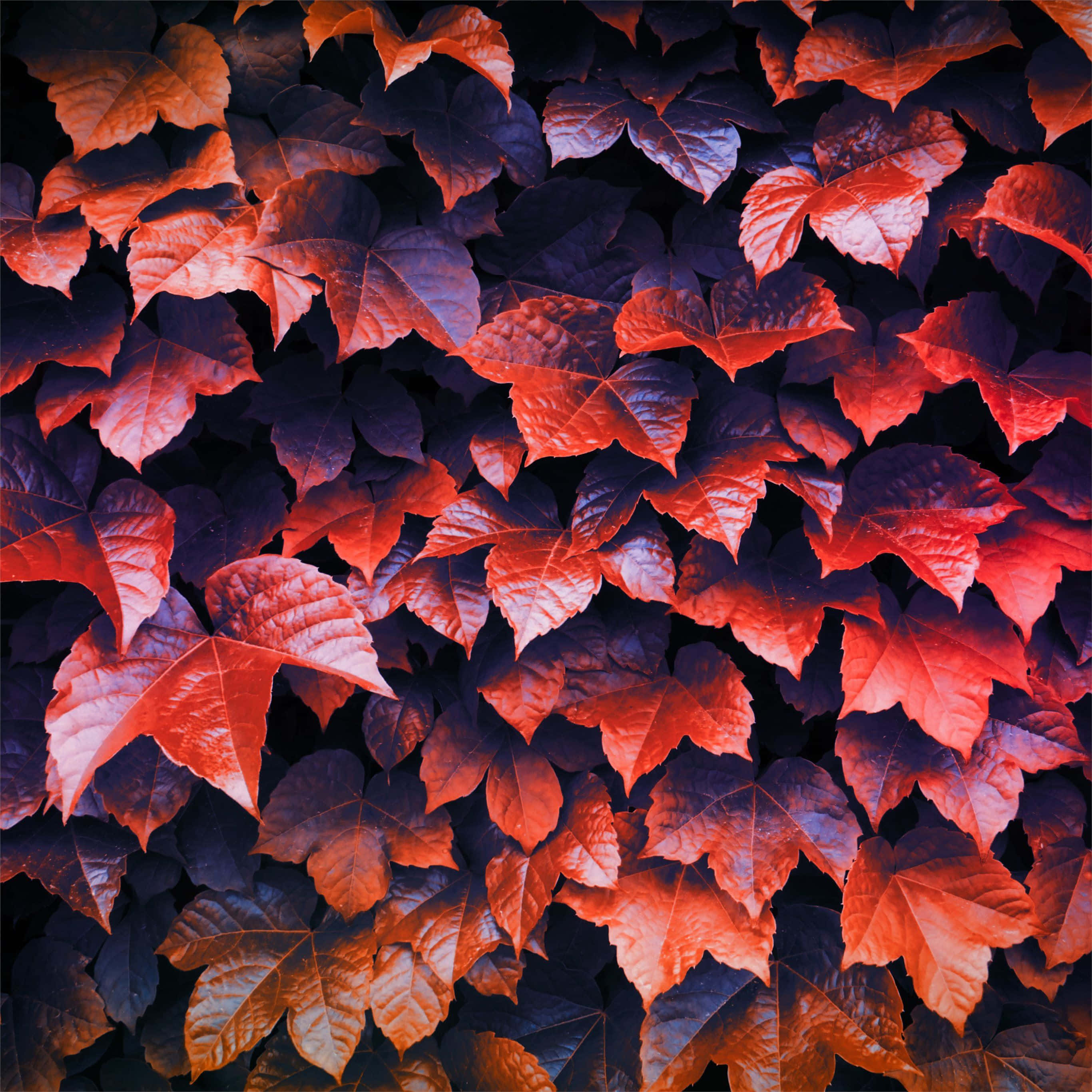Autumn Foliage 桌布 壁紙 — 鮮紅色和深紫色的常春藤葉子密集地覆蓋在深色表面上，形成豐富的秋季圖案。