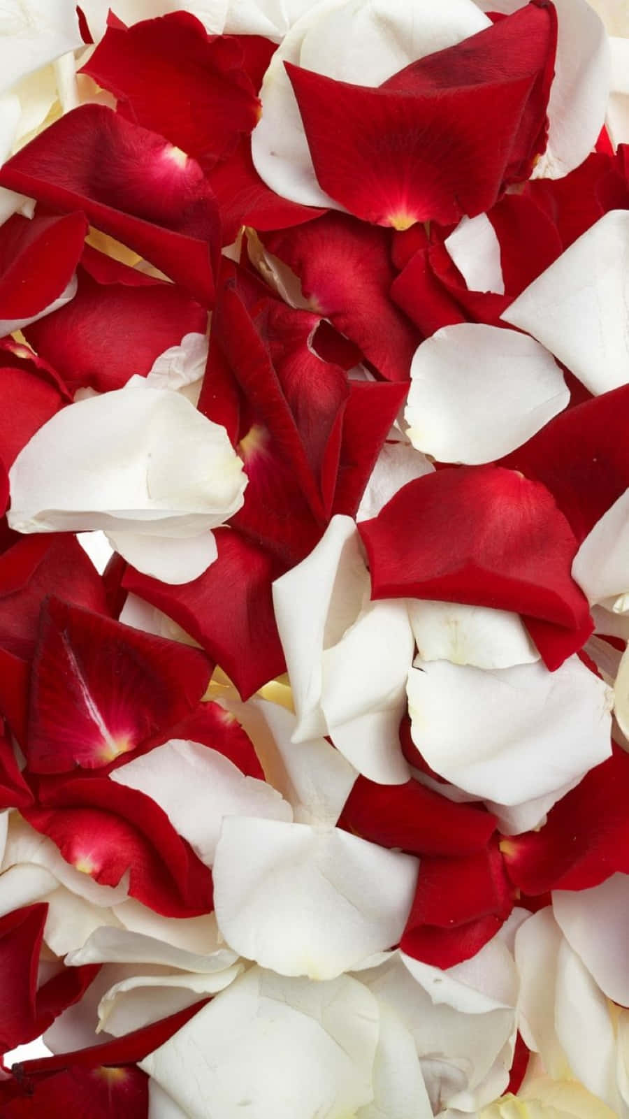 Rose Petal 桌布 壁紙 — 鮮紅色和純白色玫瑰花瓣以柔和浪漫的瀑布形式散落的特寫。