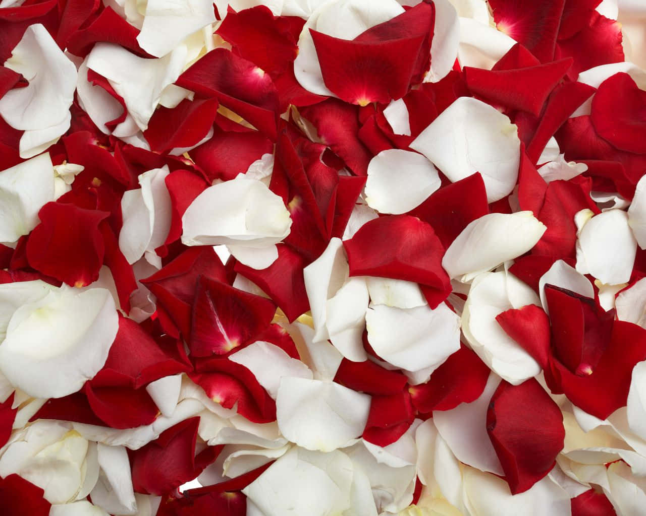 Rose Petal 桌布 壁紙 — 鮮紅色和純白色玫瑰花瓣以柔和浪漫的瀑布形式散落的特寫。