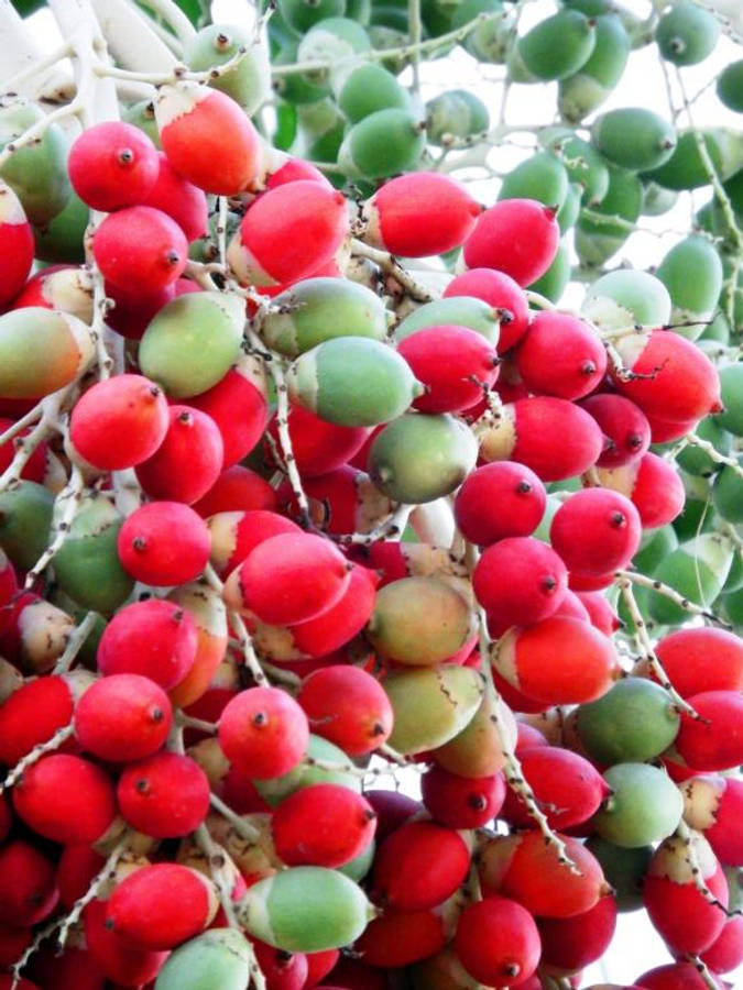 Fruits 桌布 壁紙 — 鮮紅色和綠色棕櫚果實密集地簇生在樹枝上，映襯著明亮天空的特寫。