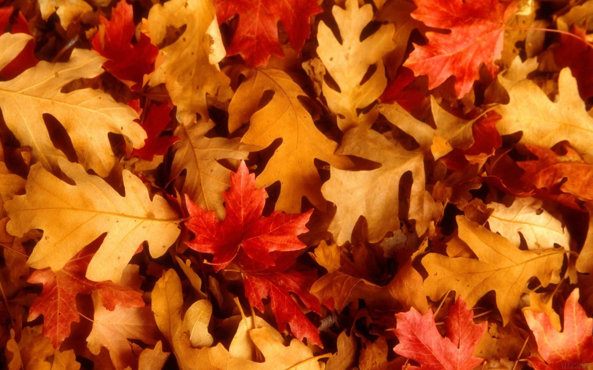 Fall Leaves 桌布 壁紙 — 鮮紅色楓葉夾雜在金棕色橡樹葉中的特寫，在清爽的秋日陽光下。