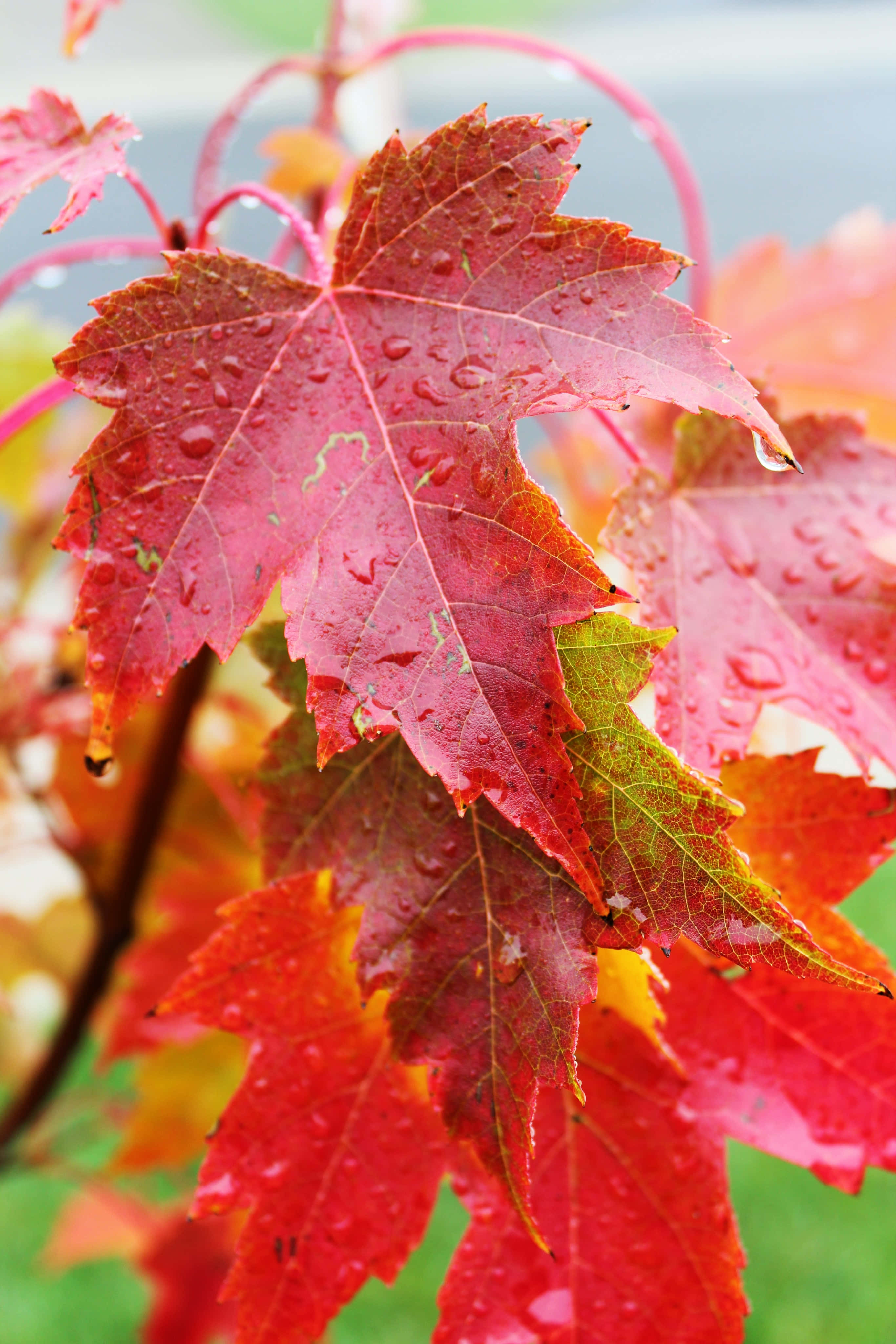 Fall Rain 桌布 壁紙 — 鮮紅色楓葉的特寫，葉片上閃爍著雨滴，背景柔和模糊。