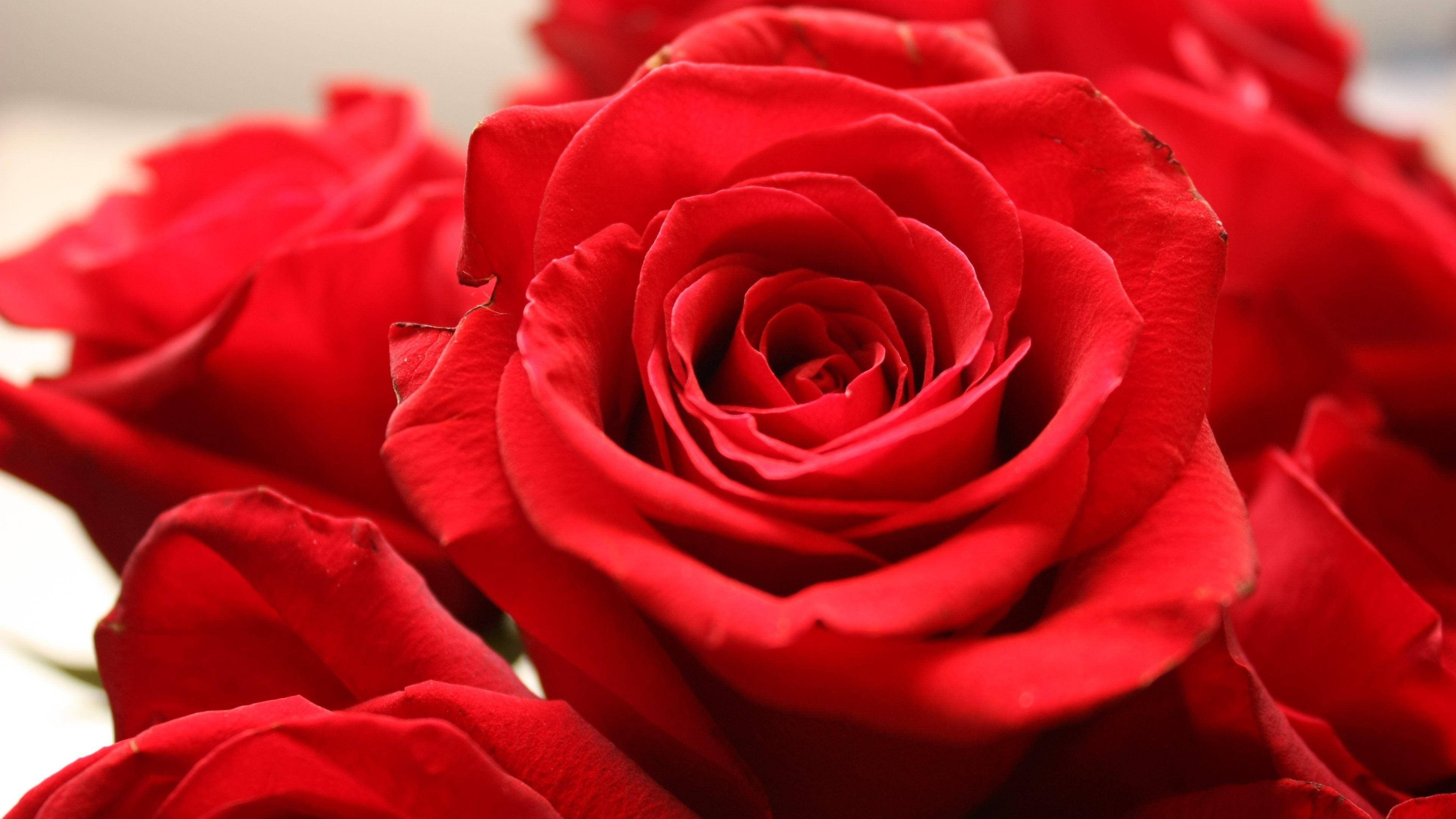 Red Roses 桌布 壁紙 — 鮮紅色玫瑰的特寫，天鵝絨般的花瓣以完美的螺旋對稱展開。