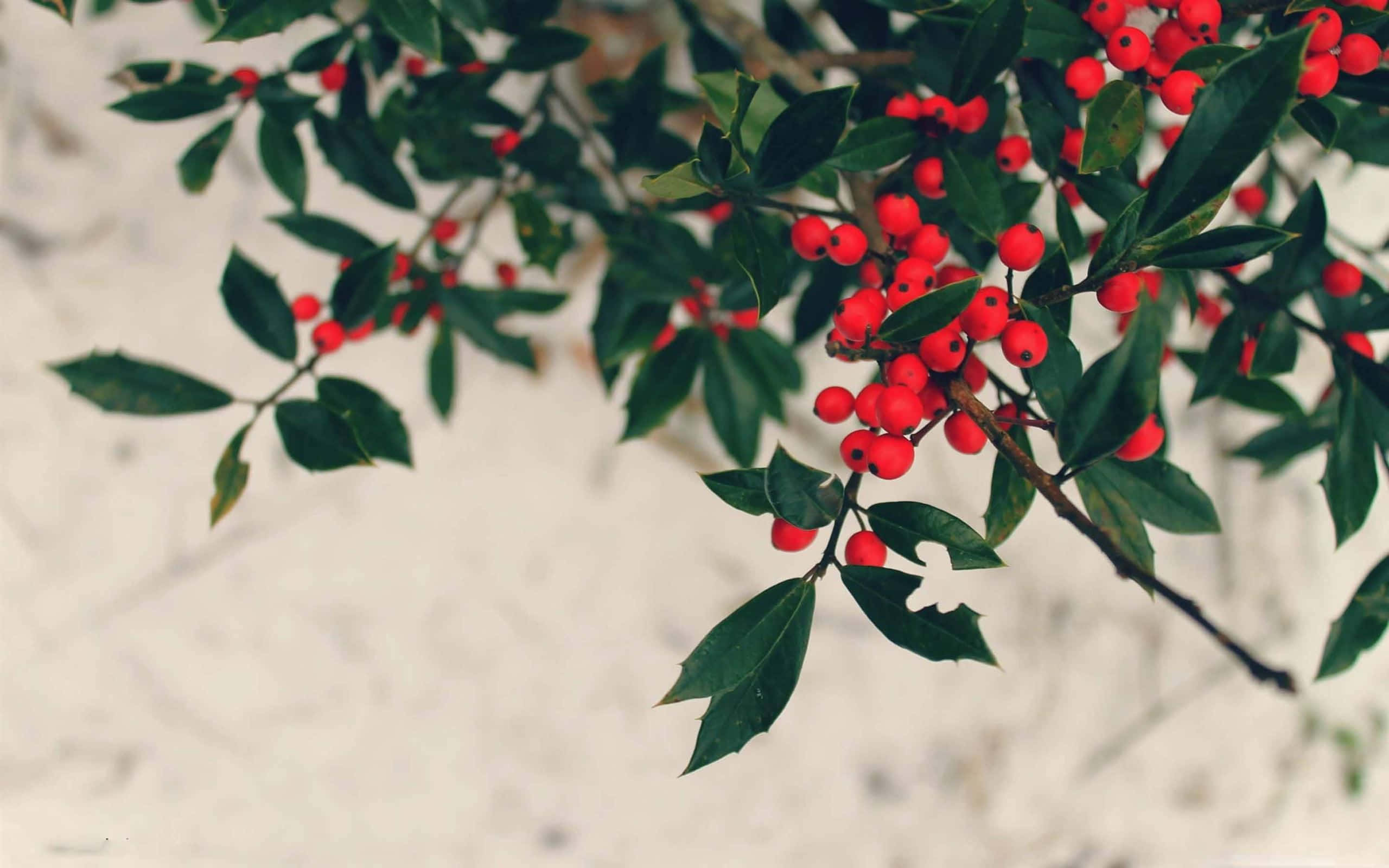 Winter Berries 桌布 壁紙 — 鮮紅色的冬青果實簇擁在光澤的綠葉上，背景是柔和模糊的白色。