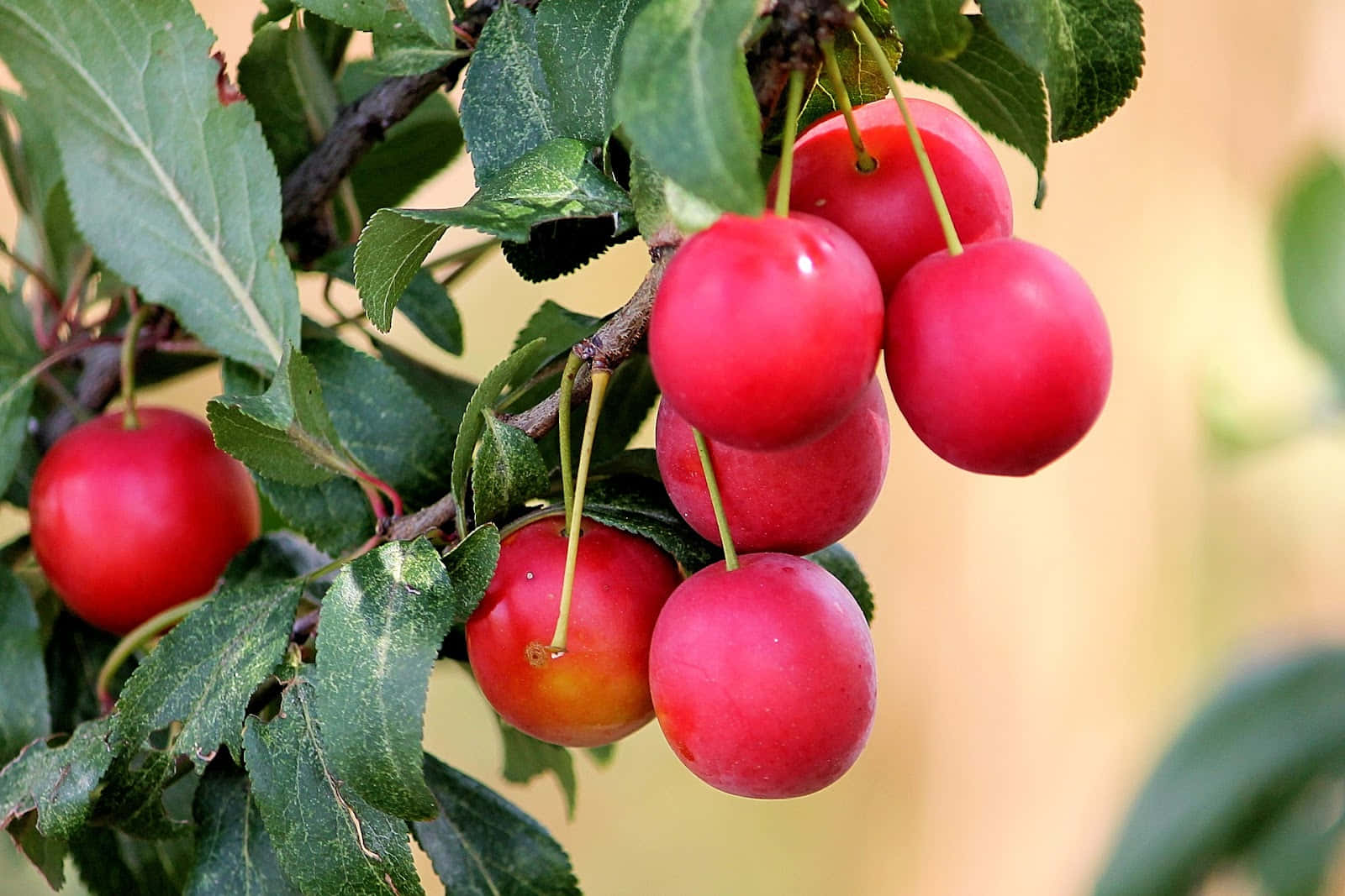Red Plum 桌布 壁紙 — 鮮紅色的李子成熟且光澤地掛在枝葉繁茂的樹枝上，背景柔和模糊。