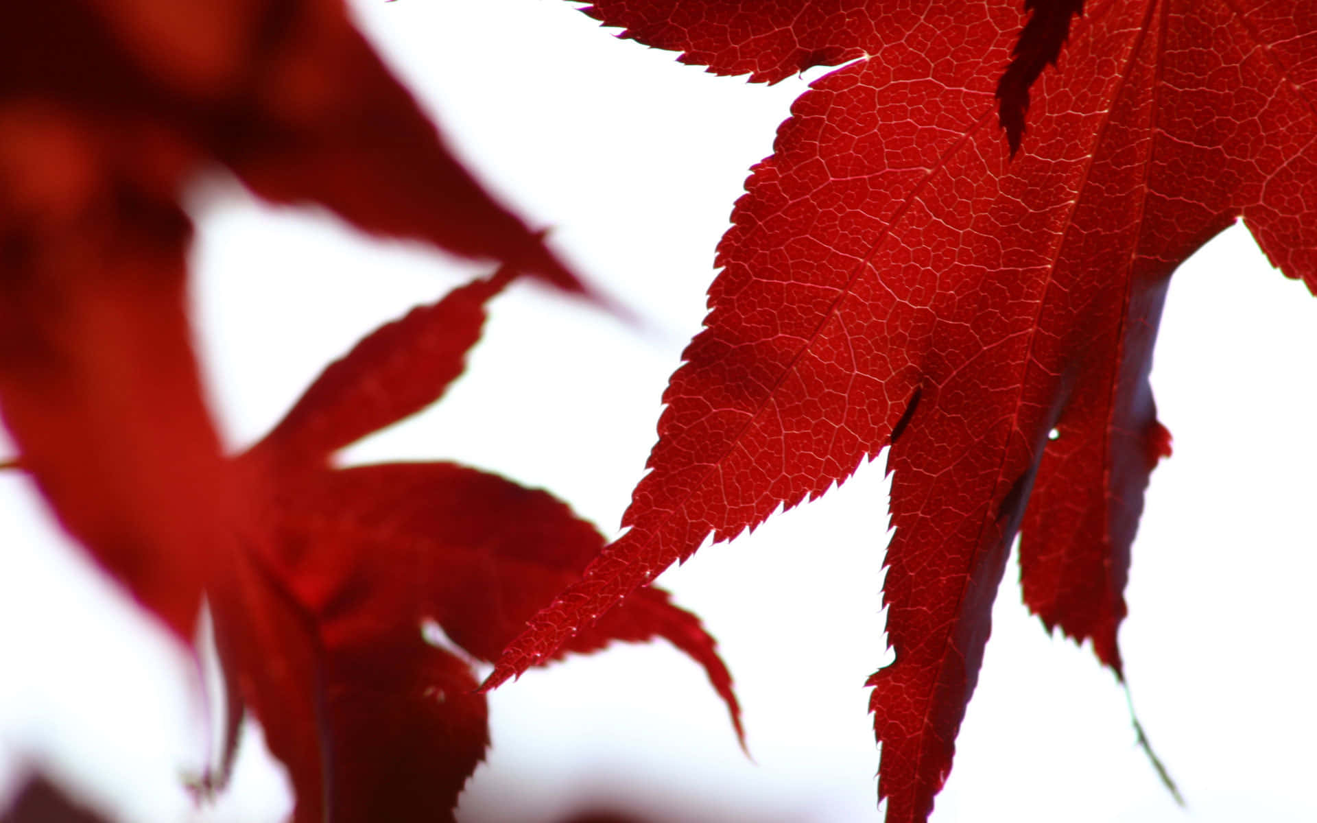 Red And White 桌布 壁紙 — 鮮紅色的楓葉帶有複雜的葉脈圖案，在明亮的白色背景下顯得格外突出。