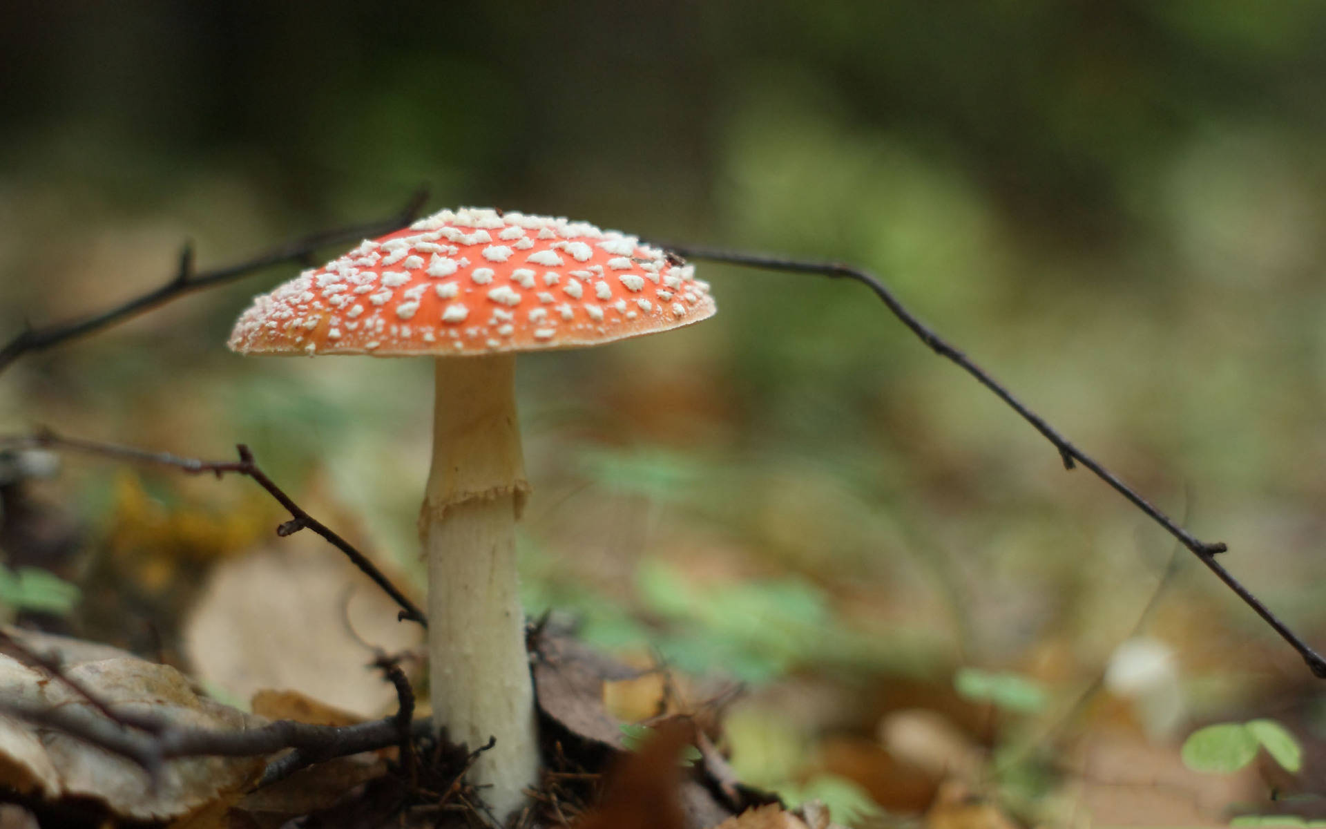 Cute Mushroom 桌布 壁紙 — 鮮紅色的毒蠅傘蘑菇帶有白色斑點，在霧氣瀰漫的森林地面上，高高聳立在落葉和樹枝之間。
