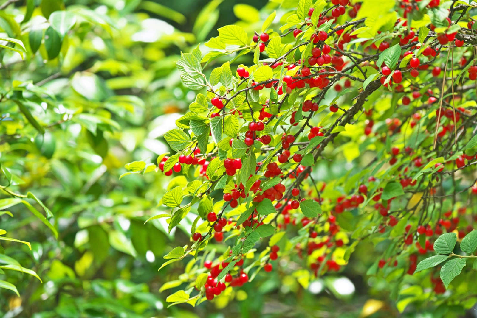 Fruit 桌布 壁紙 — 鮮紅色的漿果密集地簇生在枝葉茂密的樹枝上，背景是柔和的綠色森林。