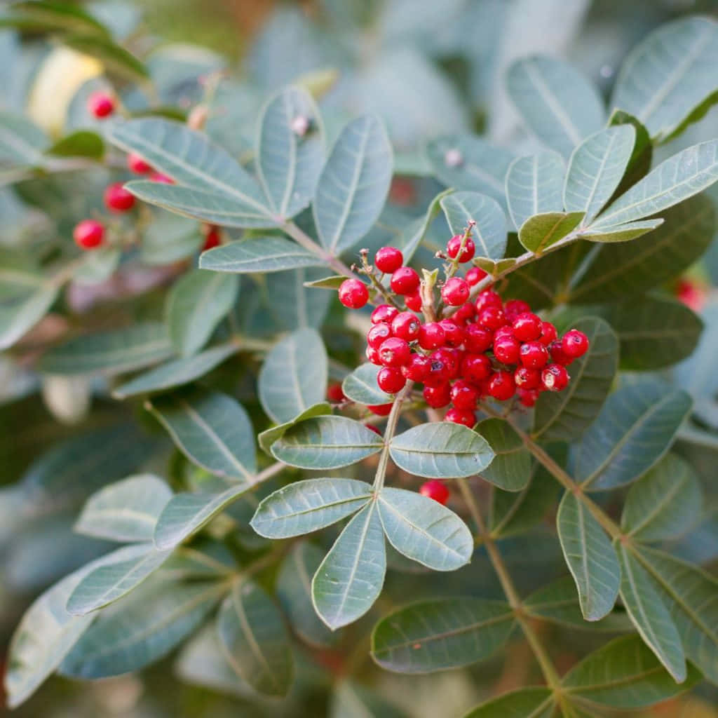 Pink Peppercorn 桌布 壁紙 — 鮮紅色的漿果簇擁在光澤的綠葉之間，處於茂密的自然環境中。