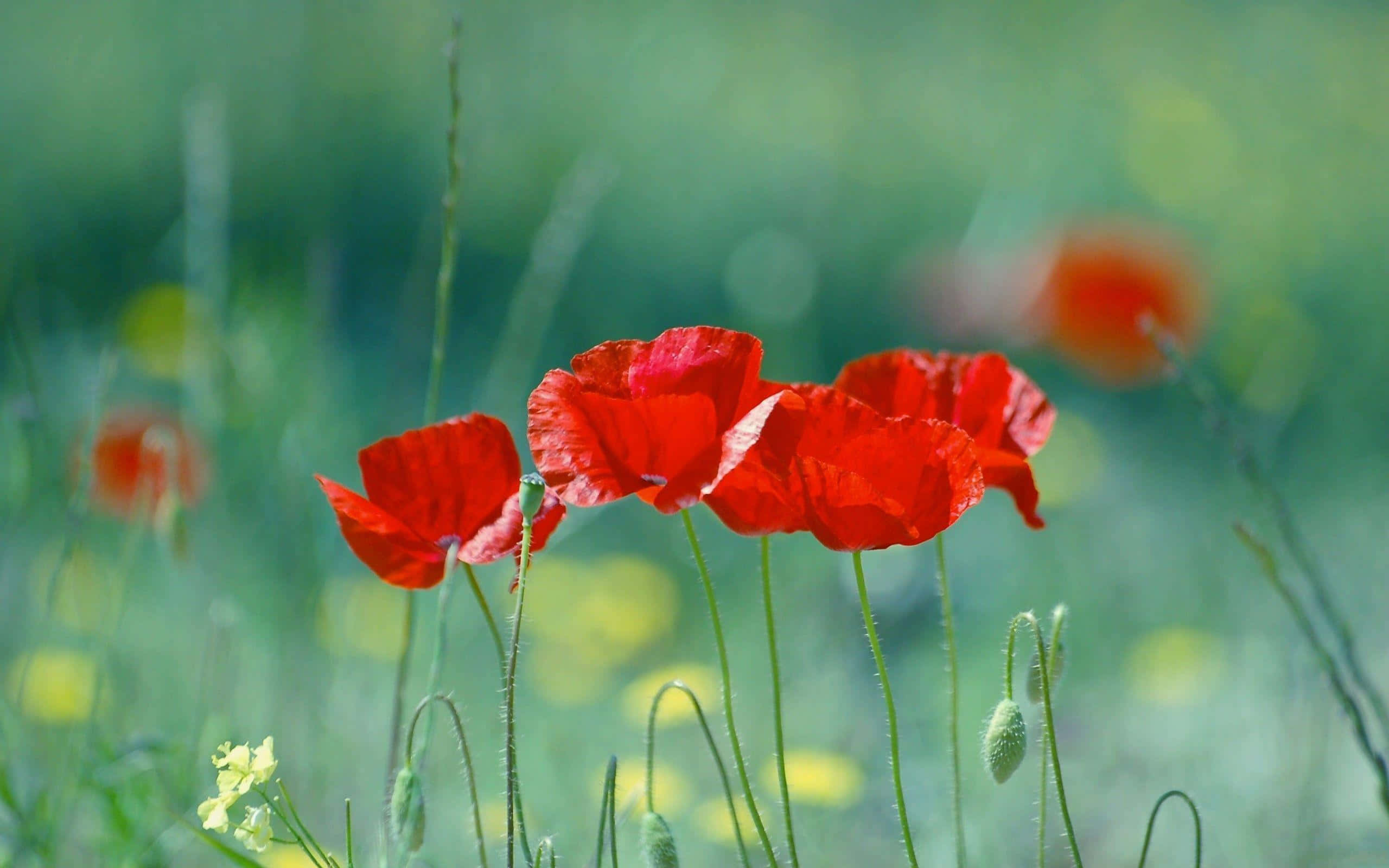 Poppy 桌布 壁紙 — 鮮紅色的罌粟花在陽光明媚的草地上盛開，背景有柔軟的綠草和模糊的黃花。