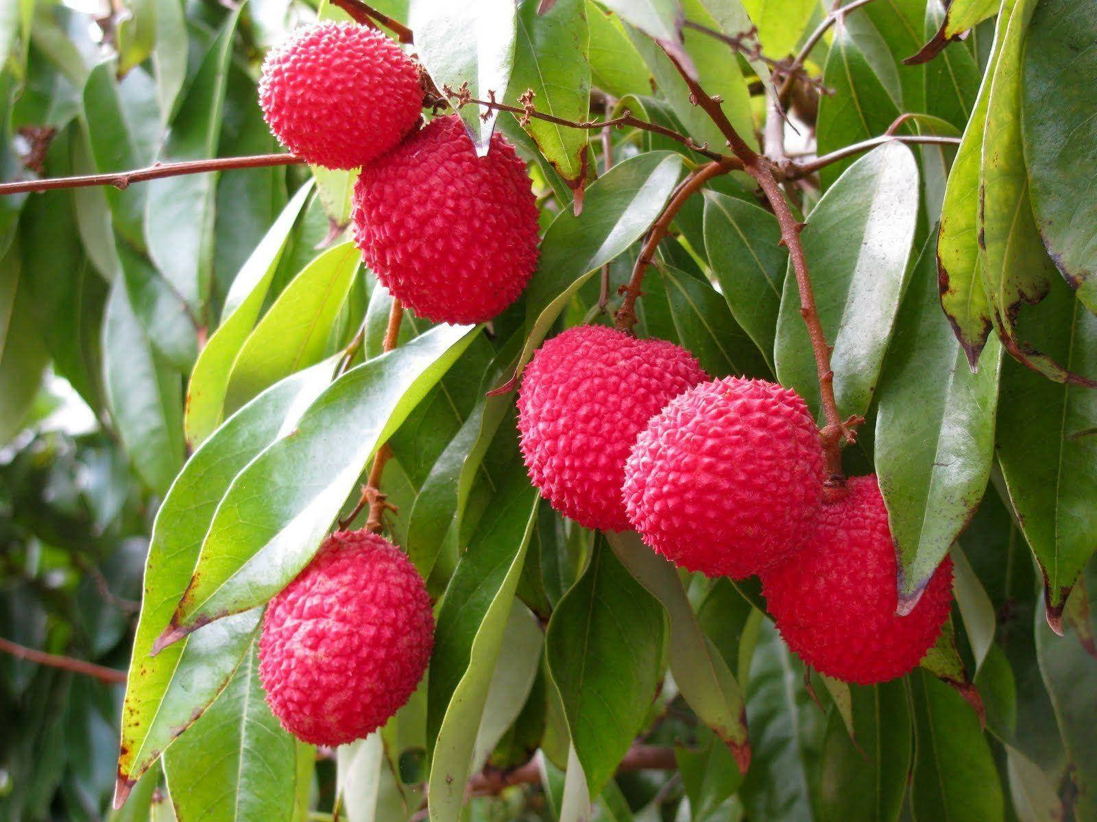 Fruits 桌布 壁紙 — 鮮紅色的荔枝帶有凹凸不平的果皮，成簇掛在樹枝上，周圍是光亮的綠葉。