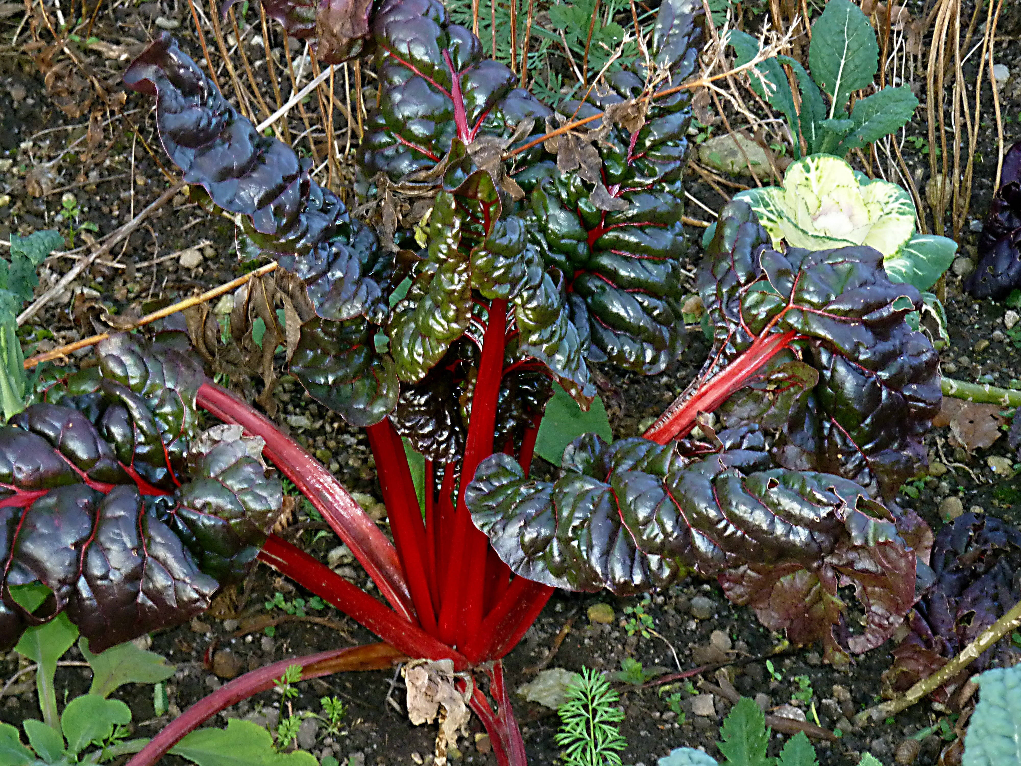 Rhubarb 桌布 壁紙 — 鮮紅色的莖支撐著深酒紅色的瑞士甜菜葉，生長在肥沃的土壤中，與其他花園綠葉蔬菜一起。