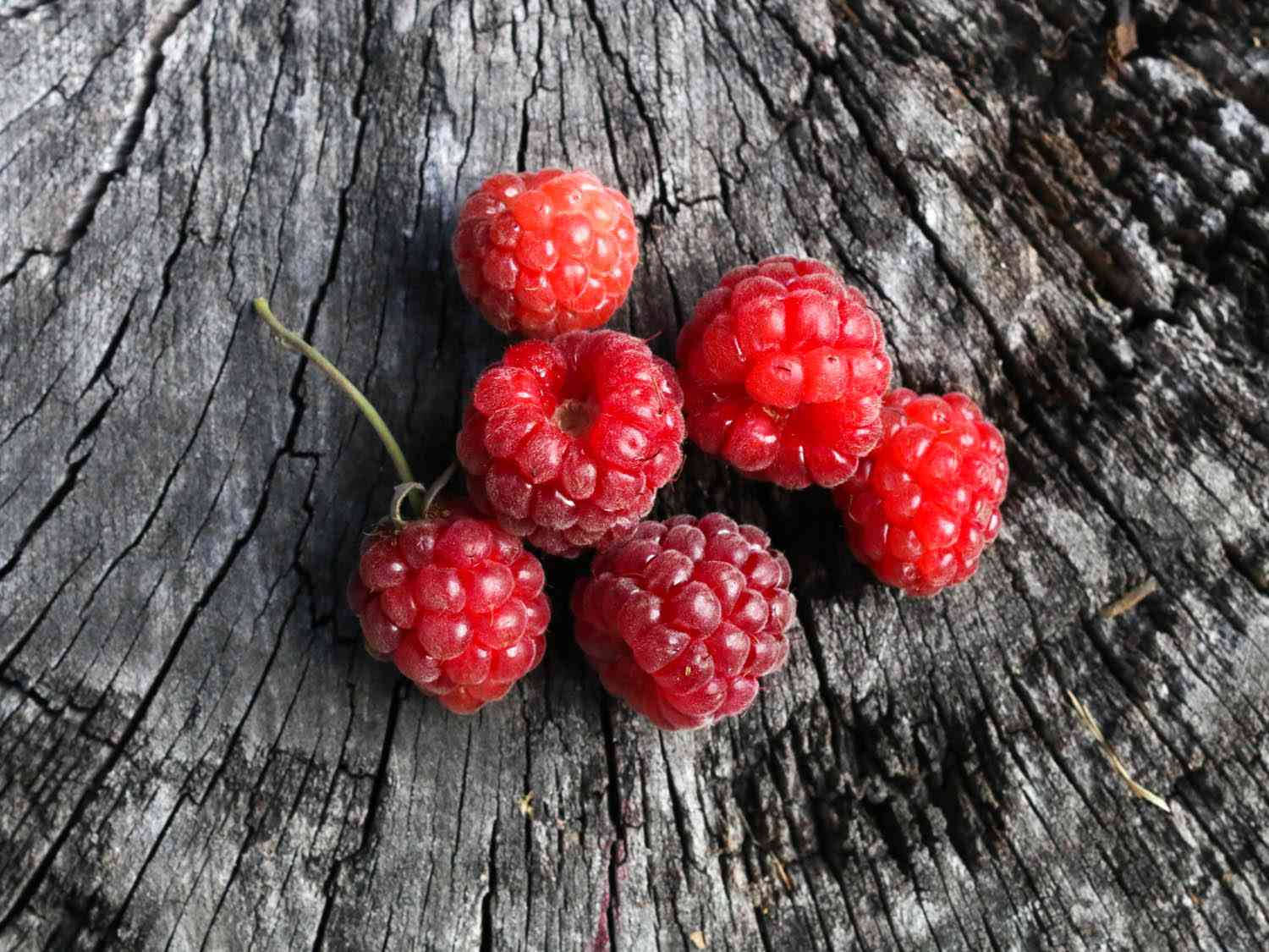 Berry 桌布 壁紙 — 鮮紅色的覆盆子聚集在一個風化的灰色樹樁上，樹樁有深深的裂縫和粗糙的質感。