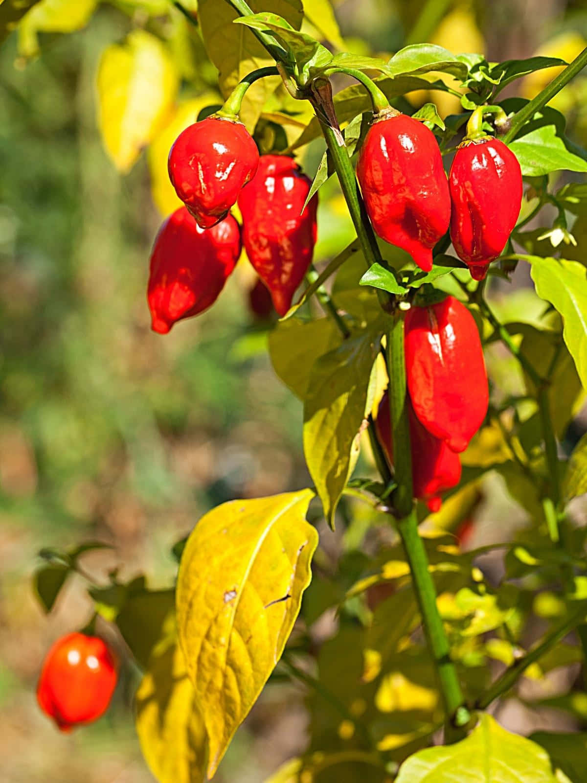 Ghost Pepper 桌布 壁紙 — 鮮紅色的辣椒在花園中陽光照耀的綠色和黃色葉子間，光澤飽滿地懸掛著。