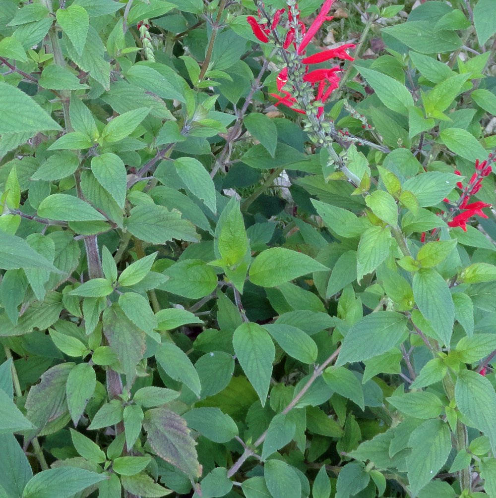 花朵 桌布 壁紙 — 鮮紅色的鼠尾草花在陽光普照的花園場景中，在茂密的綠葉間盛開。