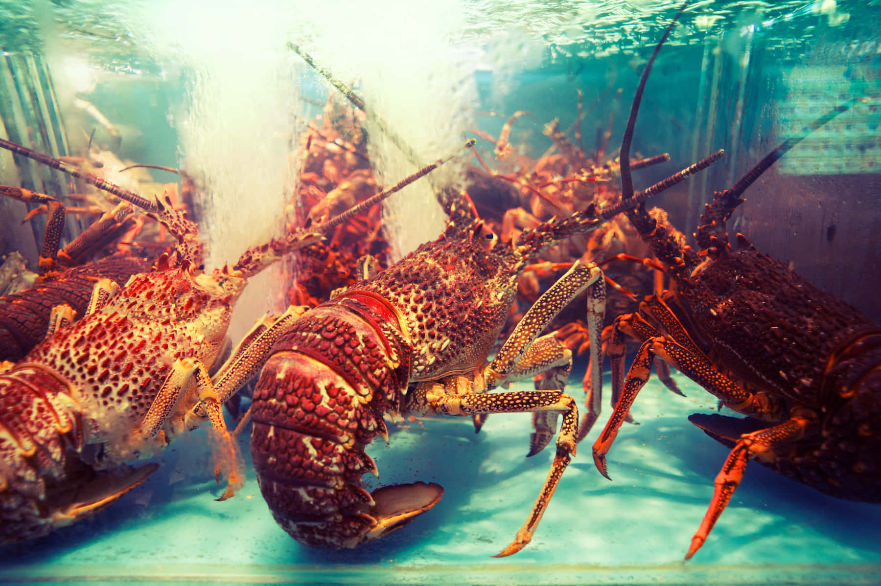 Lobster 桌布 壁紙 — 鮮紅色的龍蝦在清澈的藍色水中游動，氣泡從水族箱中升起。