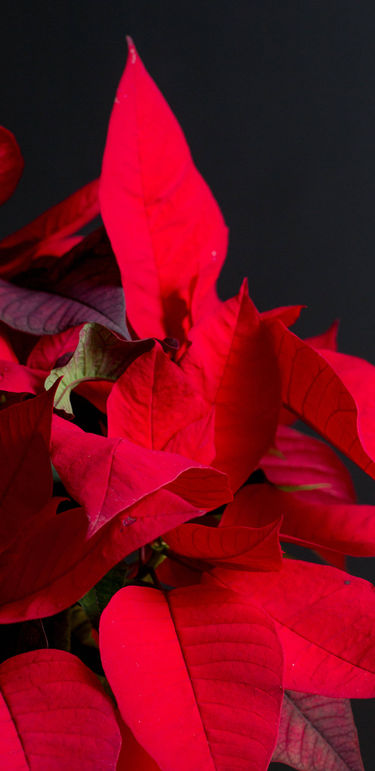 聖誕紅 桌布 壁紙 — 鮮紅色聖誕紅苞片與深綠色葉片，襯托在純黑背景上。