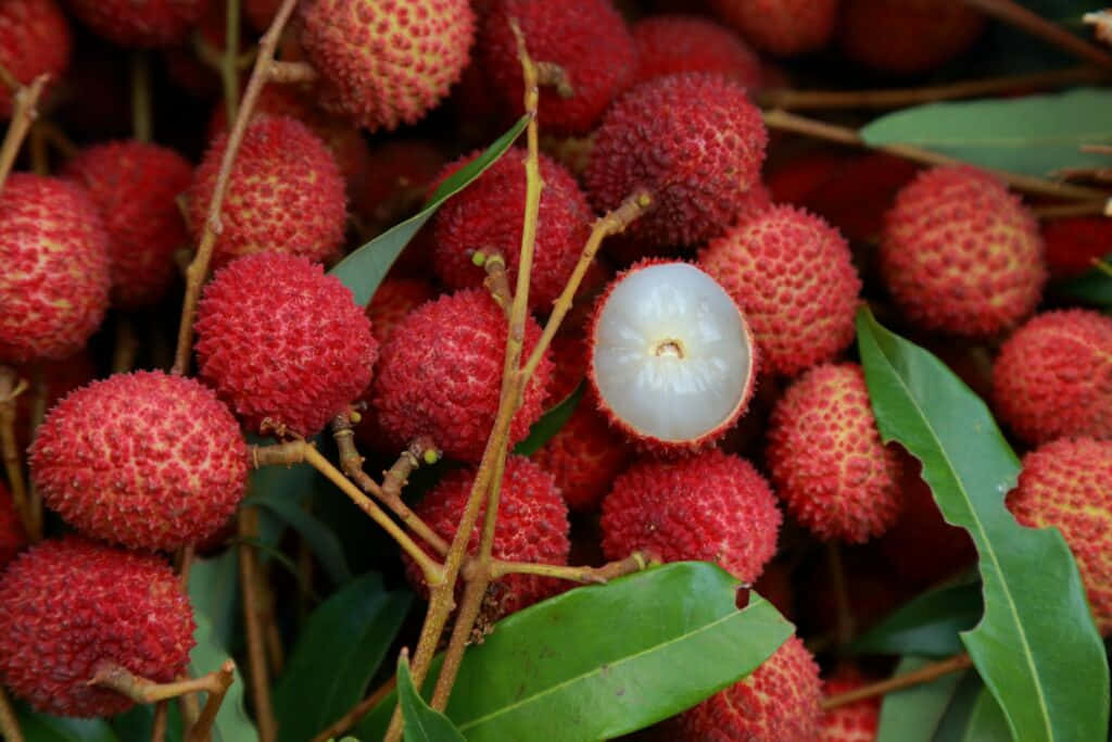 Red Fruit 桌布 壁紙 — 鮮紅色荔枝的特寫，其中一顆剝了皮，露出半透明的白色果肉，被綠葉包圍。