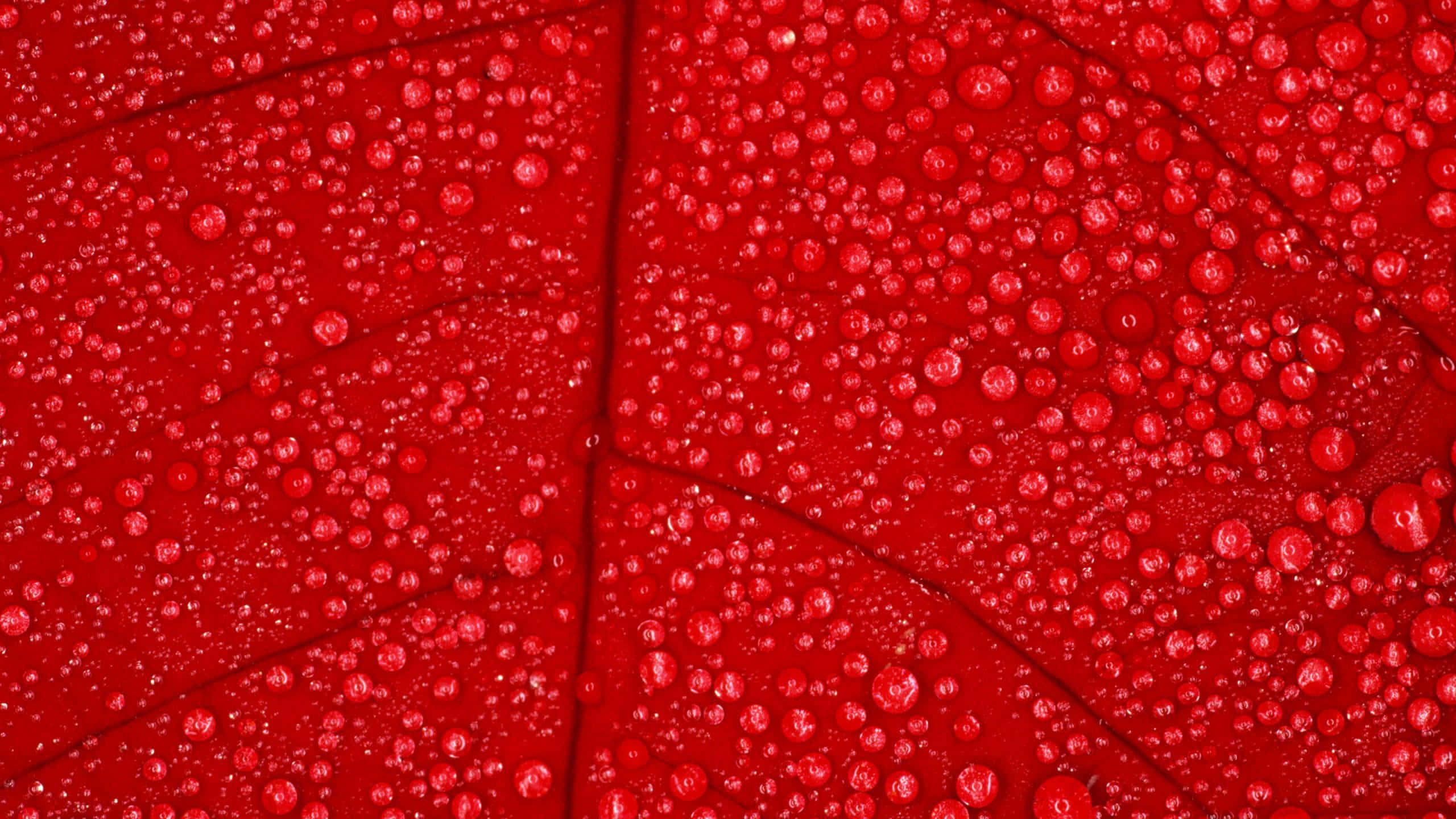 Red Texture 桌布 壁紙 — 鮮紅色葉面的特寫，上面佈滿閃爍的水珠，反射著光線。