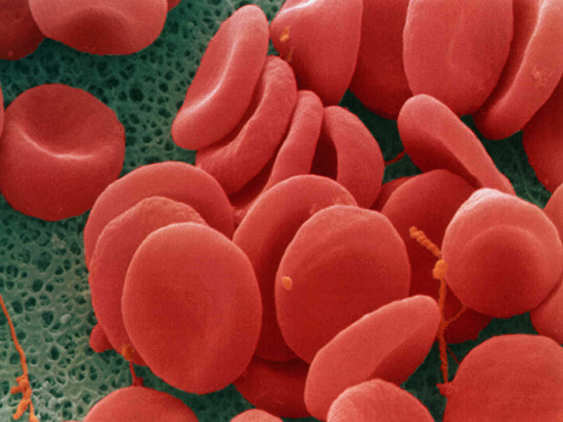 Red Blood Cells 桌布 壁紙 — 鮮紅色血球漂浮在帶紋理的綠色細胞背景上的特寫。
