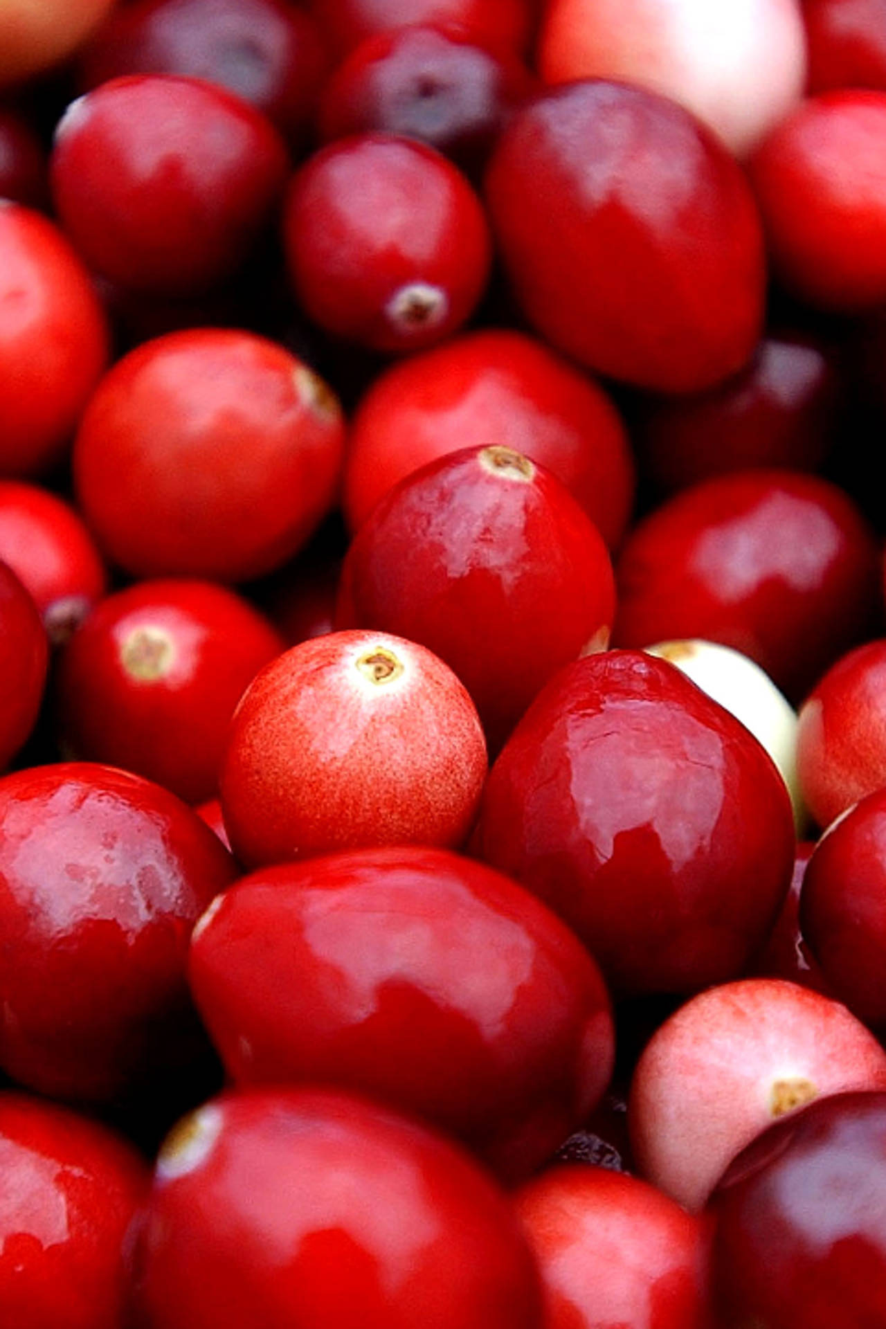 Fruit 桌布 壁紙 — 鮮紅蔓越莓的鮮明特寫，帶有露珠般的高光和微妙的白色底色。