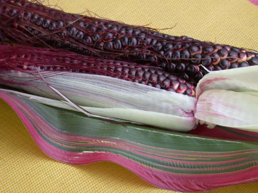 Purple Corn 桌布 壁紙 — 鮮紫色玉米的特寫，帶有條紋外殼，放在黃色紋理表面上。