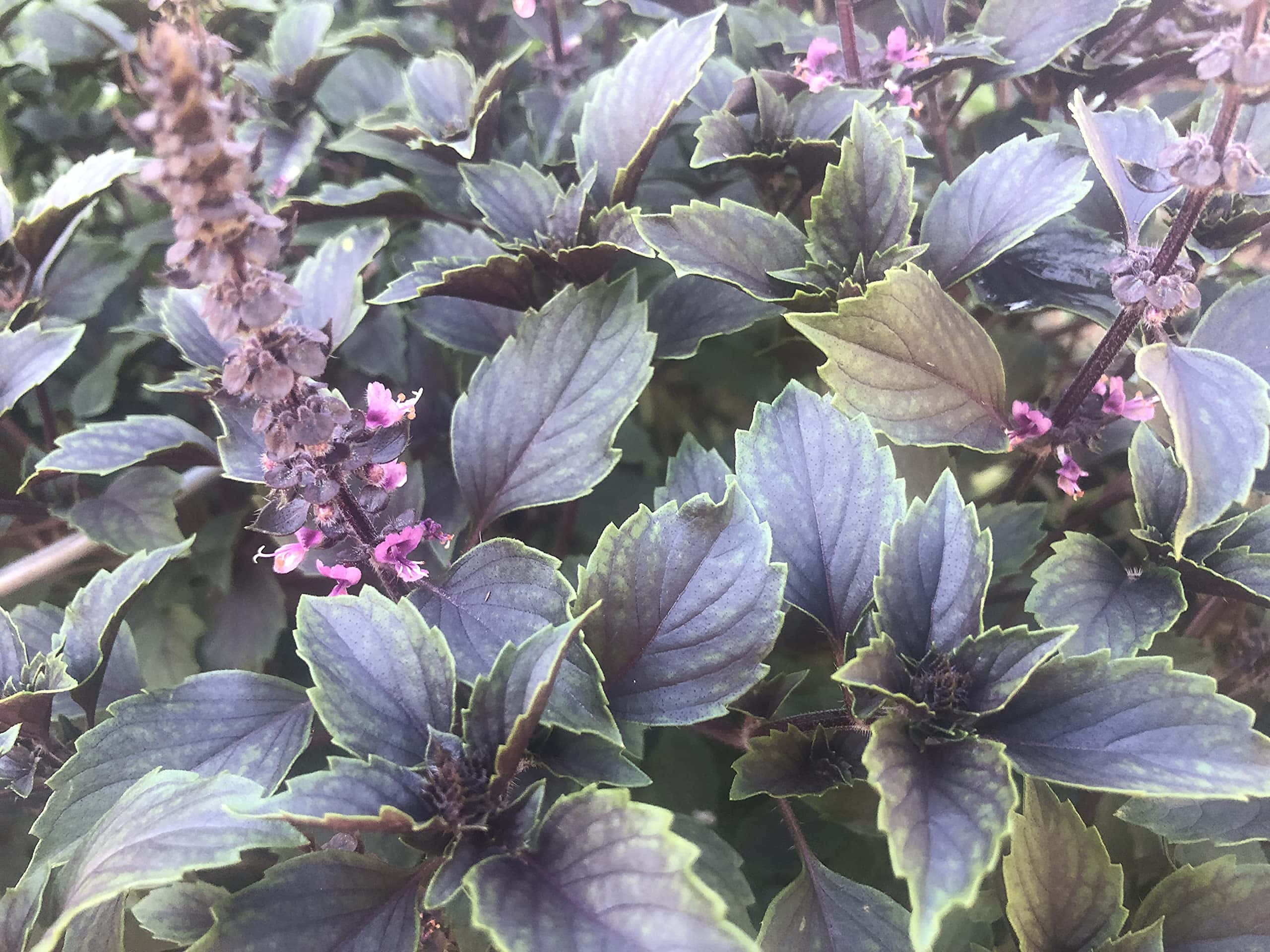 Purple Basil 桌布 壁紙 — 鮮紫色羅勒植物的特寫，嬌嫩的粉紅色花朵在茂密的綠葉中綻放。