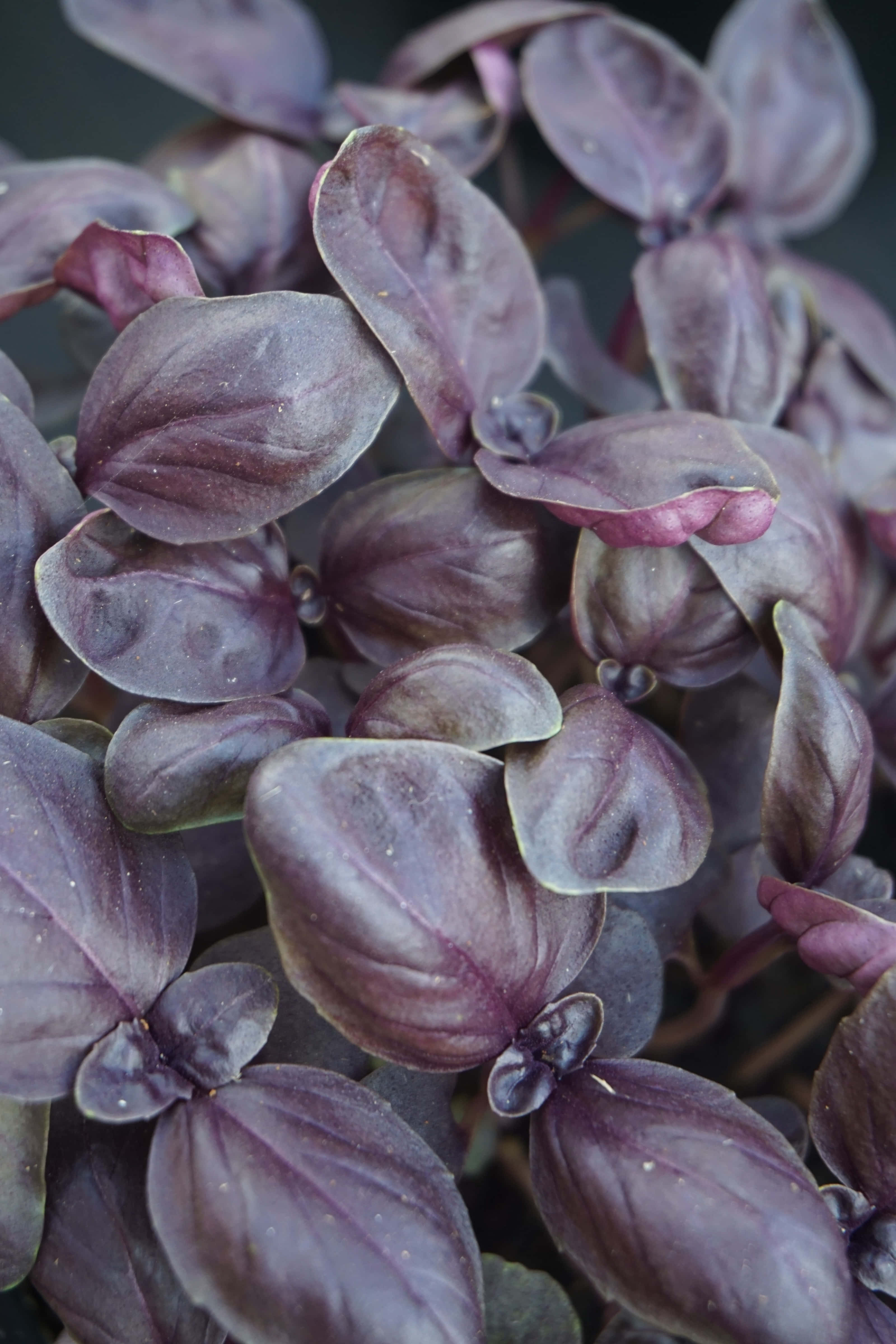 Purple Basil 桌布 壁紙 — 鮮紫色羅勒葉的特寫，帶有露水般的質感和柔和自然光。