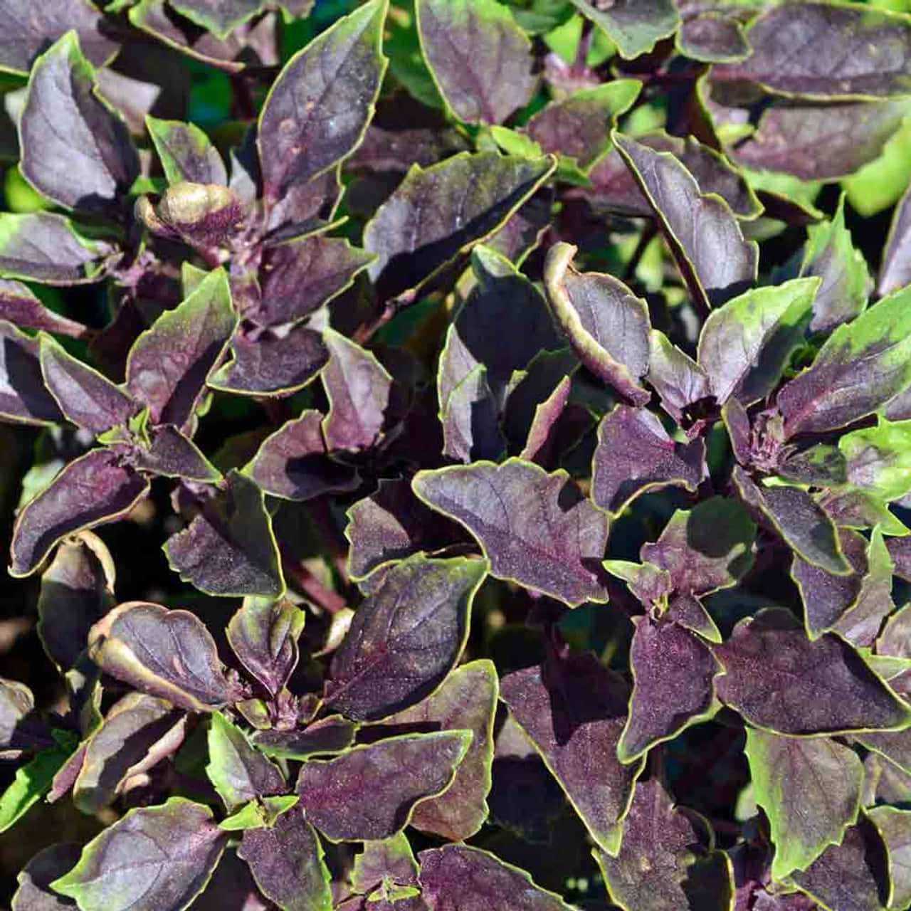 Purple Basil 桌布 壁紙 — 鮮紫色羅勒葉的特寫，邊緣呈綠色，沐浴在明亮的陽光下。